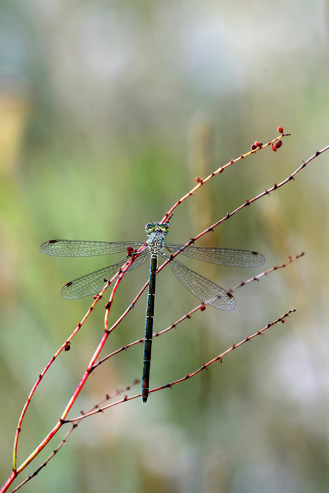 Sigma 150mm F2.8 EX DG Macro HSM sample photo. Emerald damselfly photography