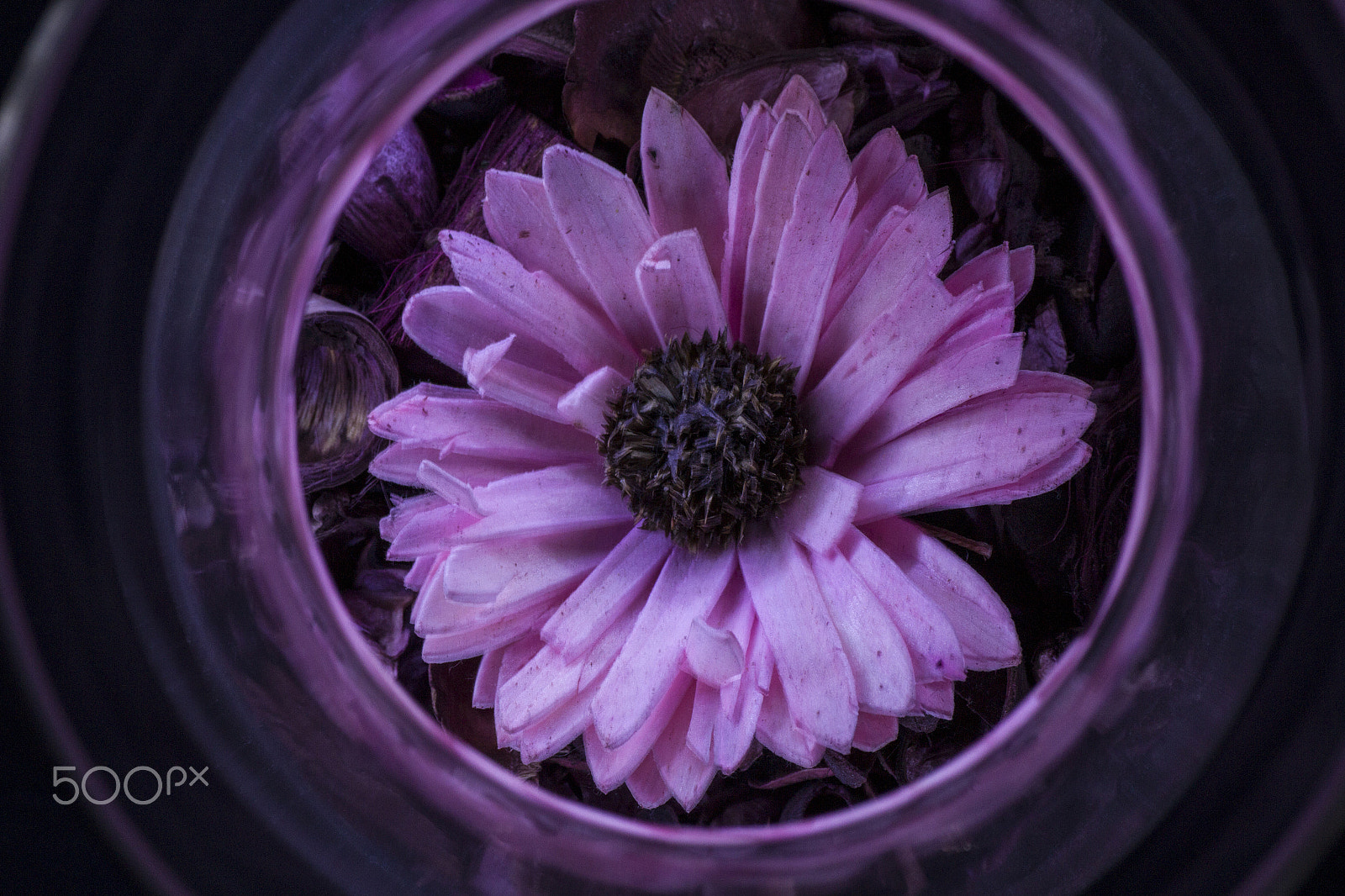 Tamron SP AF 90mm F2.8 Di Macro sample photo. Margherita viola photography