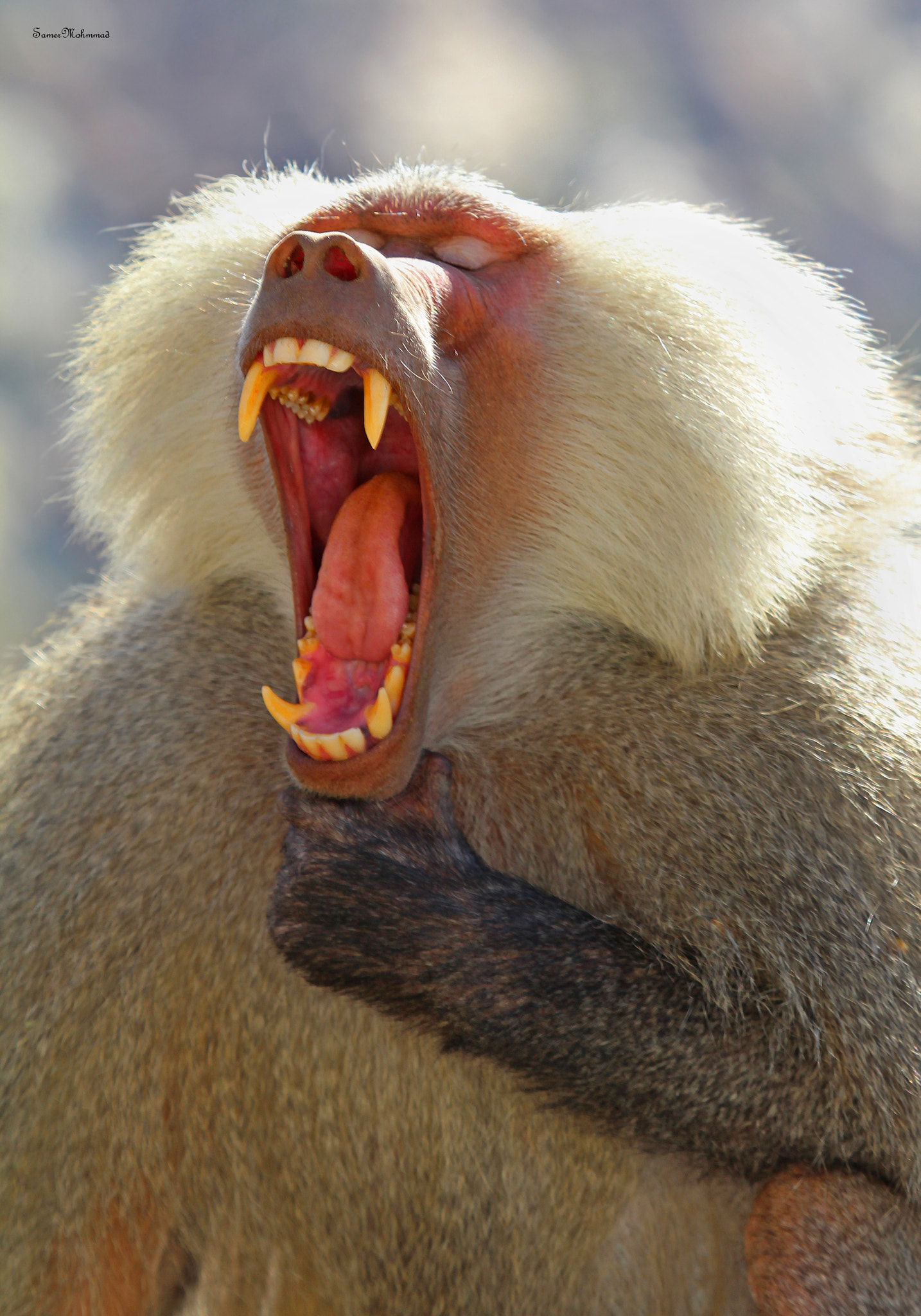 Canon EF 100-400mm F4.5-5.6L IS USM sample photo