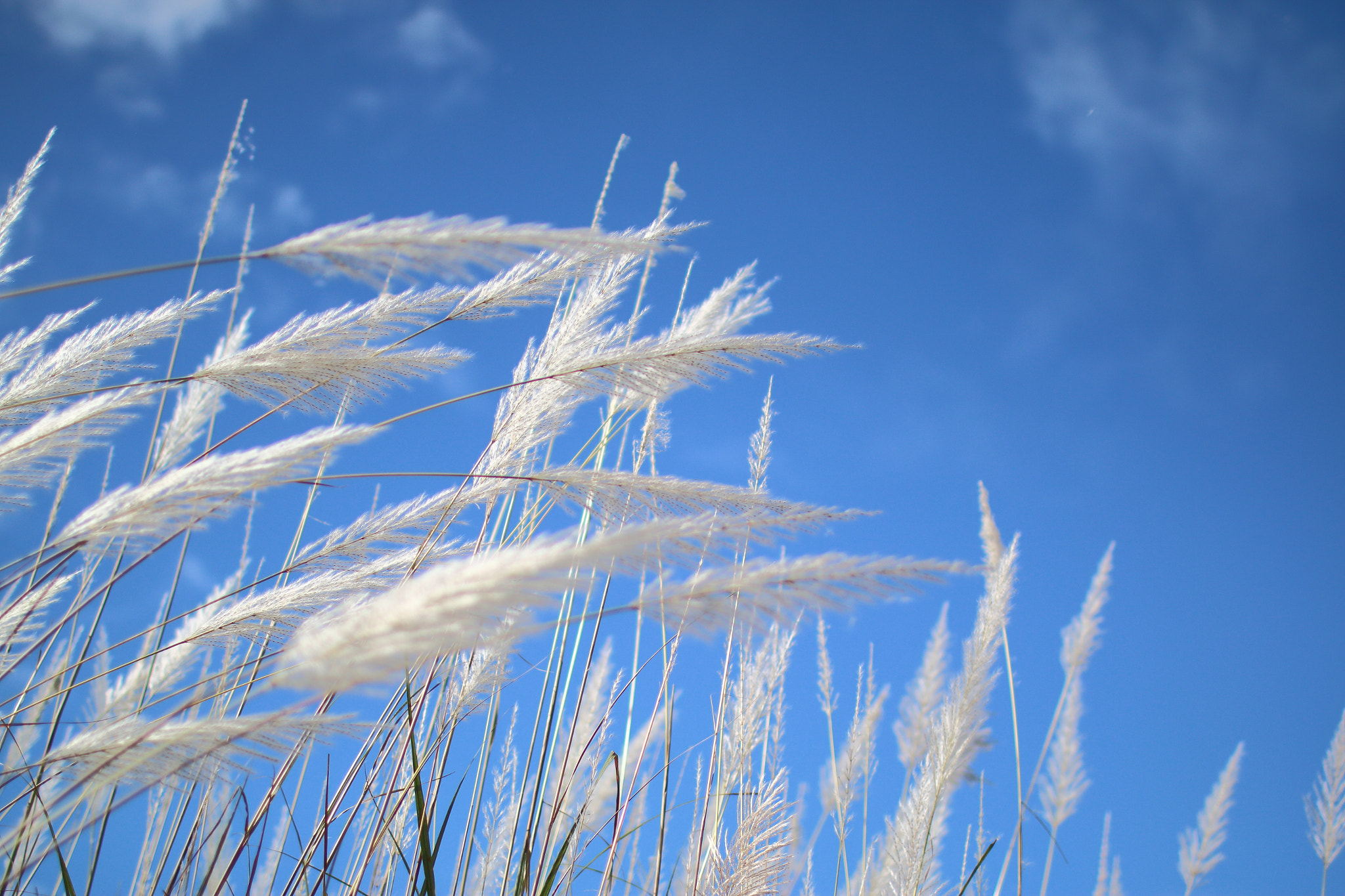 Canon EOS 70D + Canon EF 35mm F1.4L USM sample photo. White & blue photography