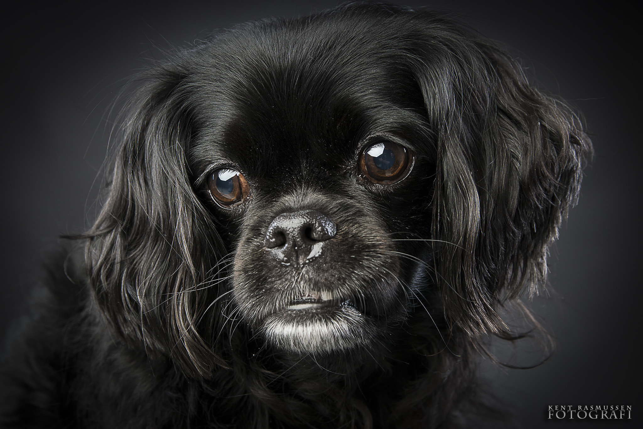 Sony ILCA-77M2 sample photo. Portrait of elvis the dog photography
