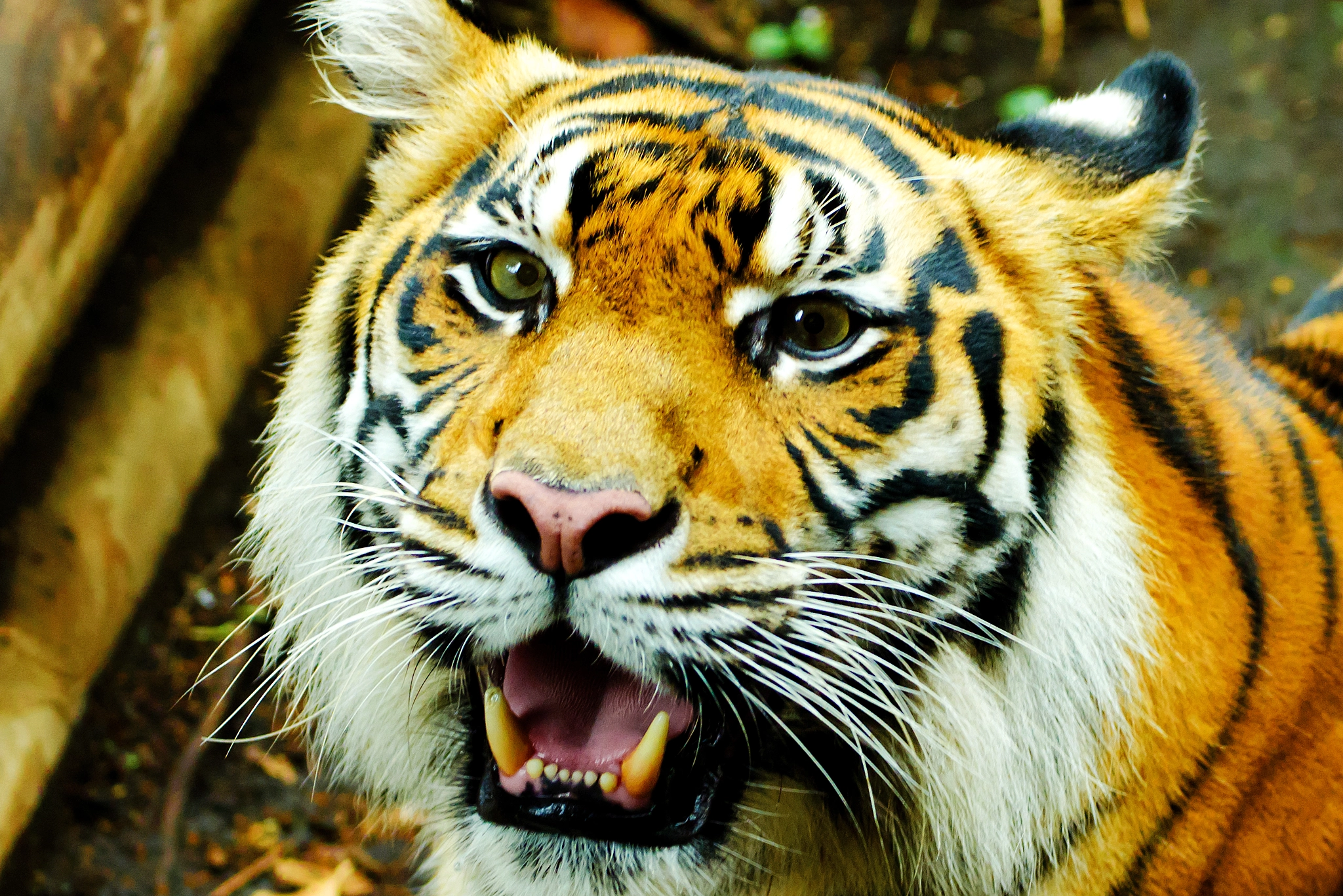 Nikon D7000 + Sigma 70-200mm F2.8 EX DG OS HSM sample photo. Female sumatran tiger, mannis of ueno zoo photography