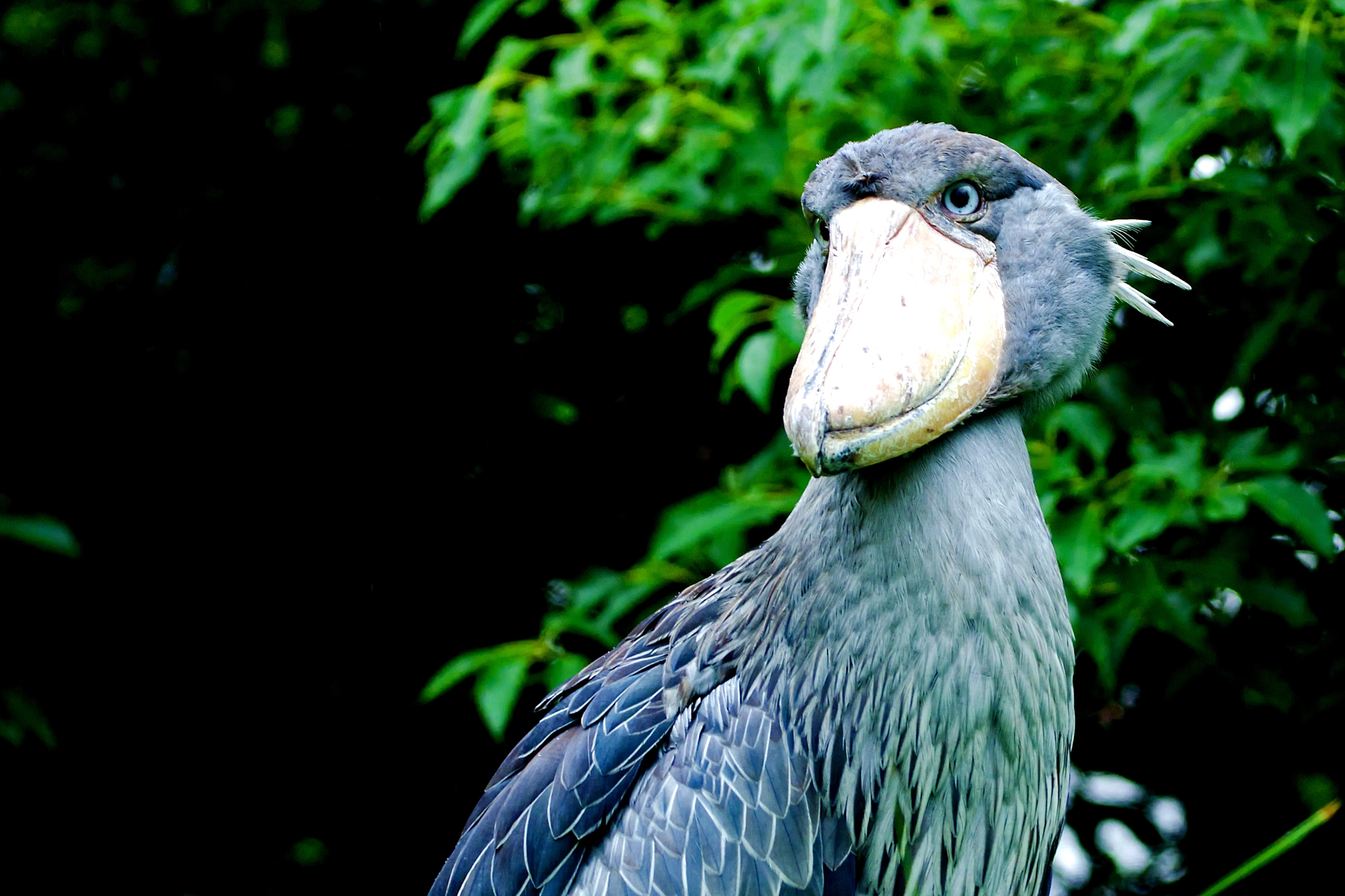 Nikon D7000 + Sigma 70-200mm F2.8 EX DG OS HSM sample photo. Shoebill of ueno zoo photography