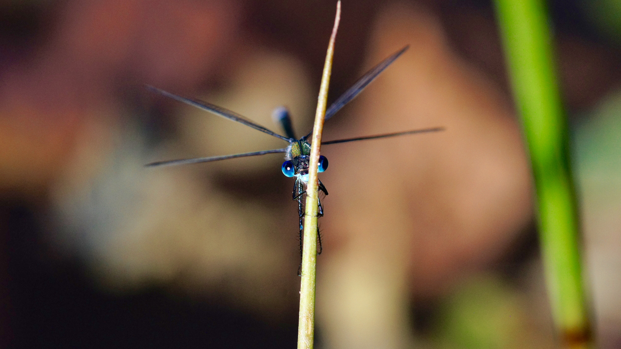 Sony SLT-A55 (SLT-A55V) sample photo. Dragonfly photography