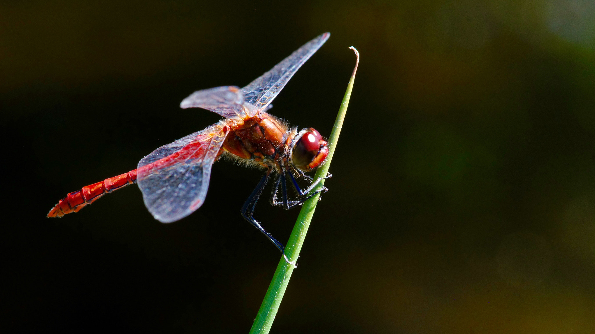 Sony SLT-A55 (SLT-A55V) + Sony 100mm F2.8 Macro sample photo. Dragonfly photography