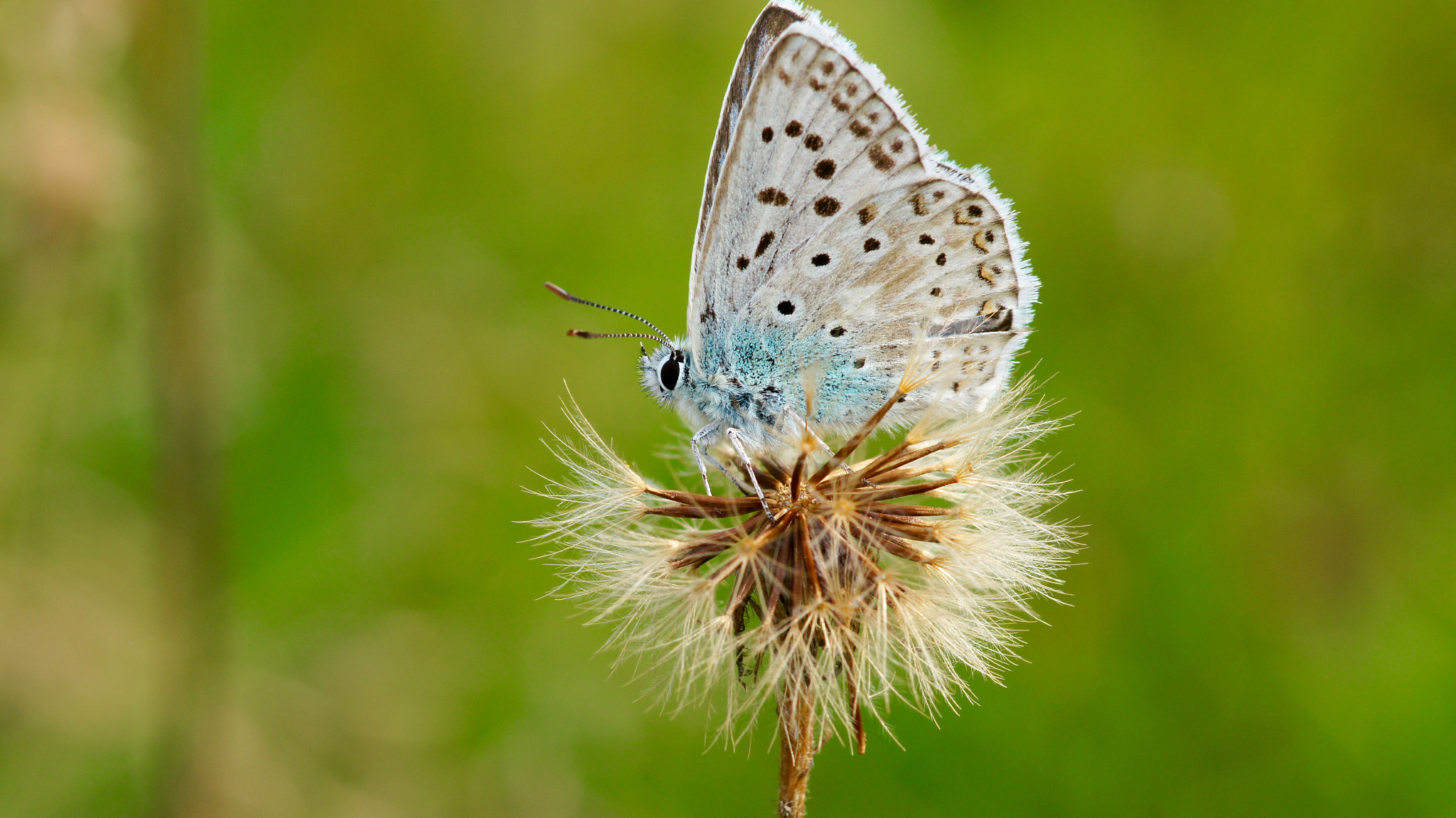 Sony SLT-A55 (SLT-A55V) sample photo. Butterfly photography