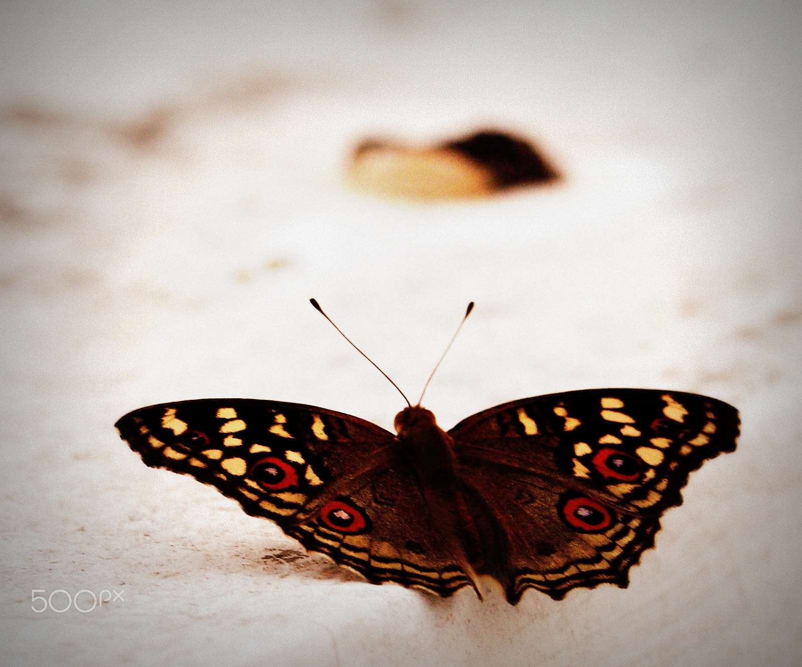 Canon EF-S 55-250mm F4-5.6 IS STM sample photo. Butterfly photography