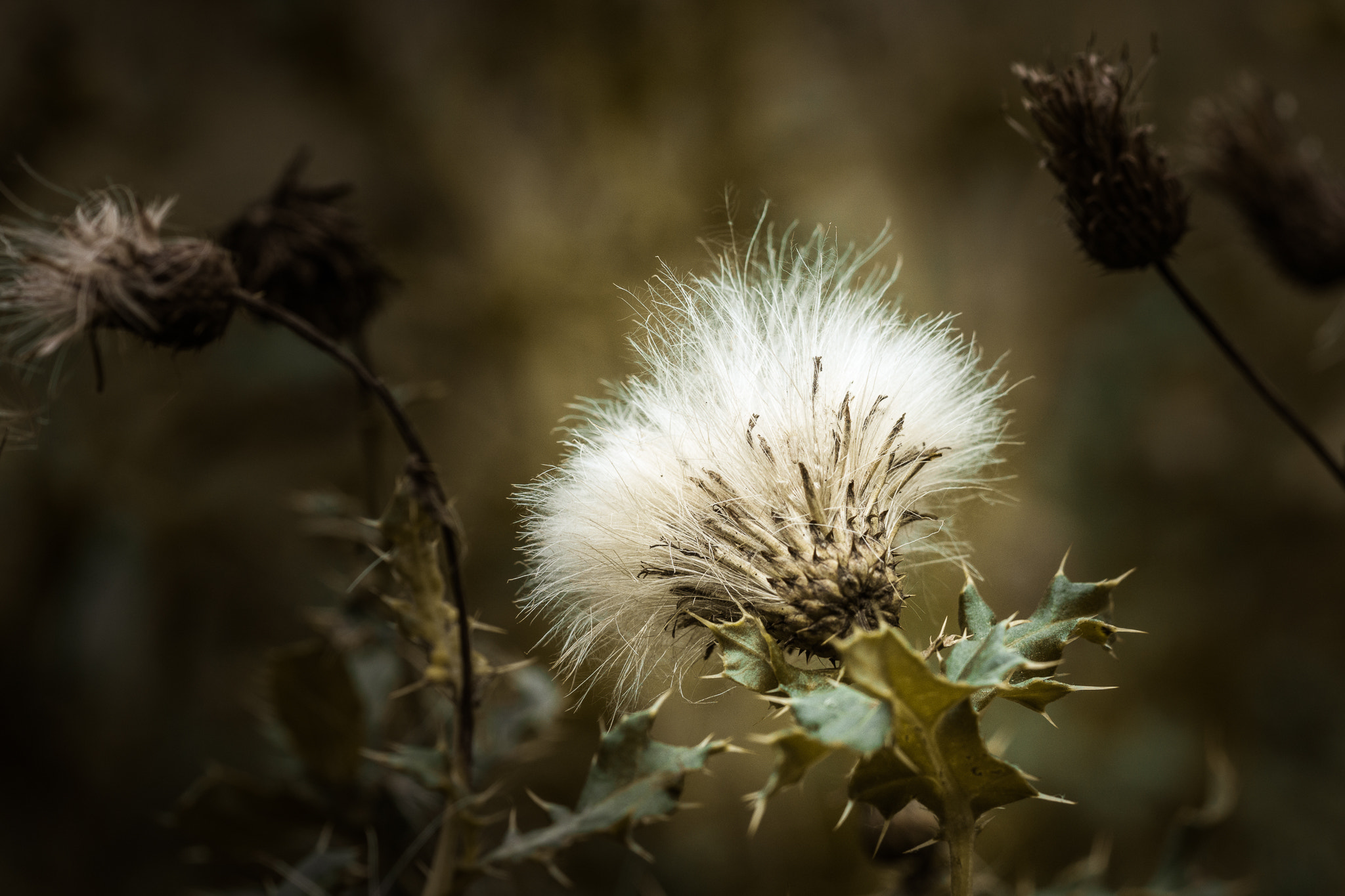 Sony a6000 + Sony FE 90mm F2.8 Macro G OSS sample photo. Fluffy thorns. photography