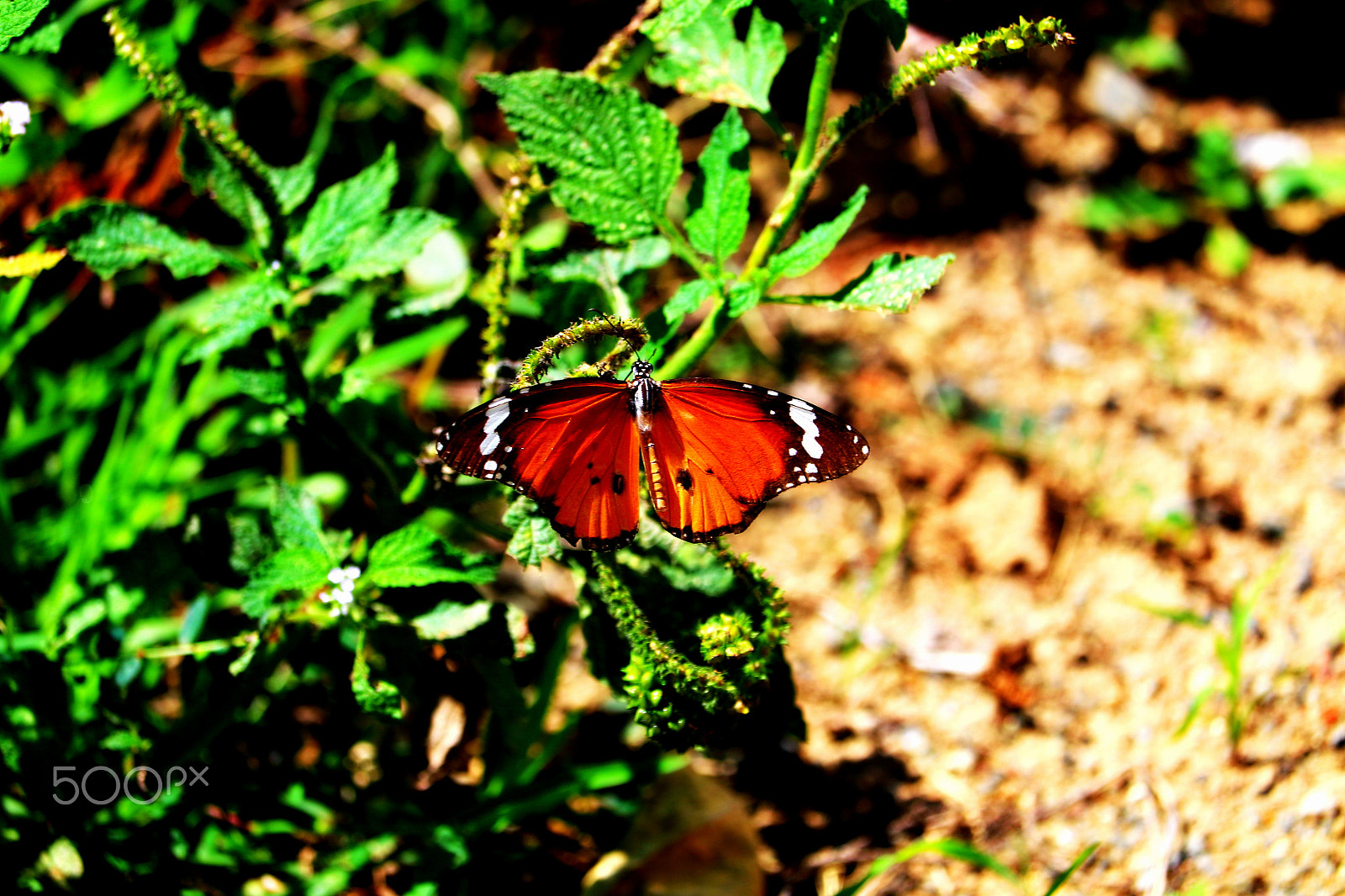 Canon EF-S 55-250mm F4-5.6 IS STM sample photo. Butterfly photography