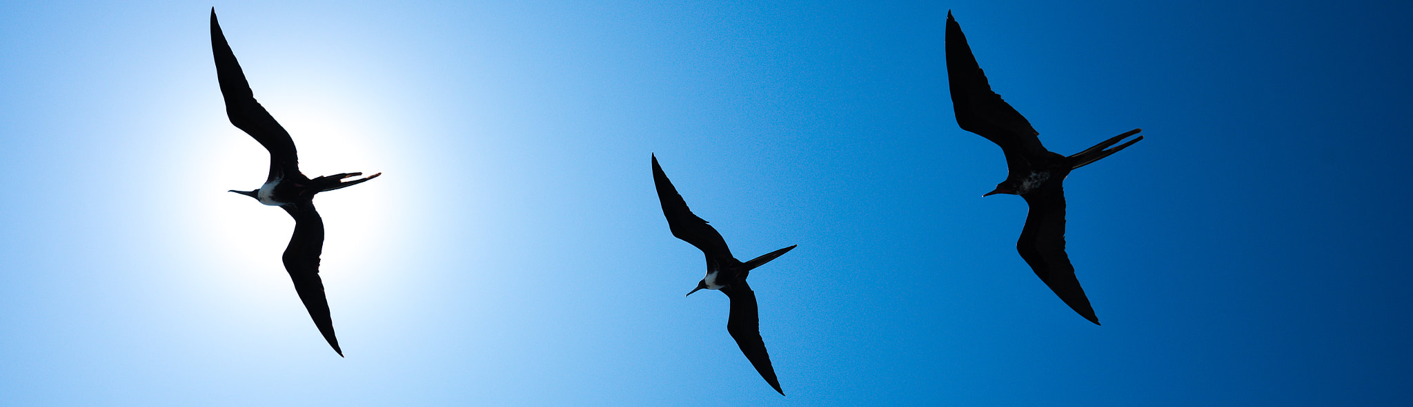 Sony Alpha a99 sample photo. Birds photography