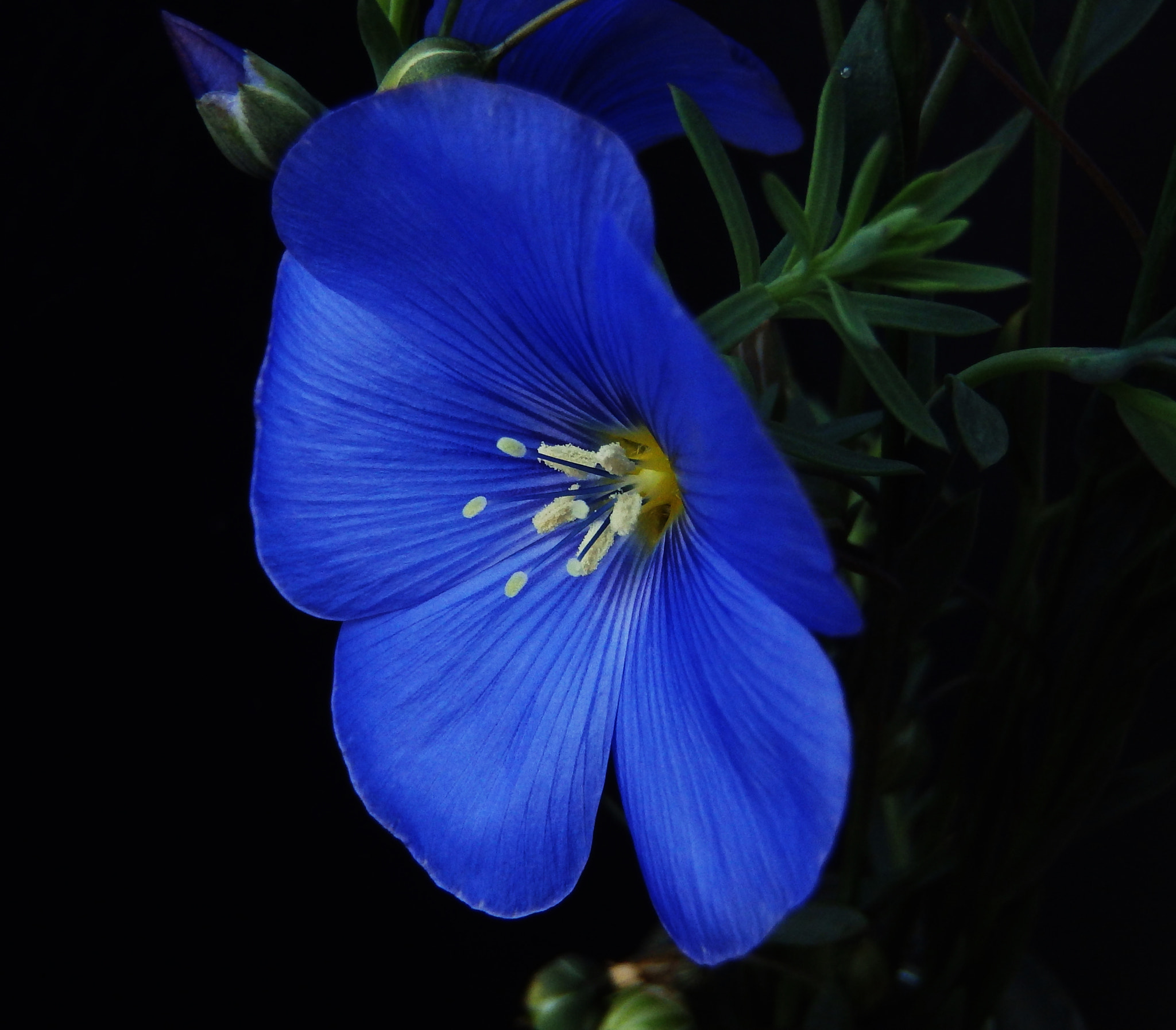 Olympus TG-830 sample photo. Blue royalty........ photography