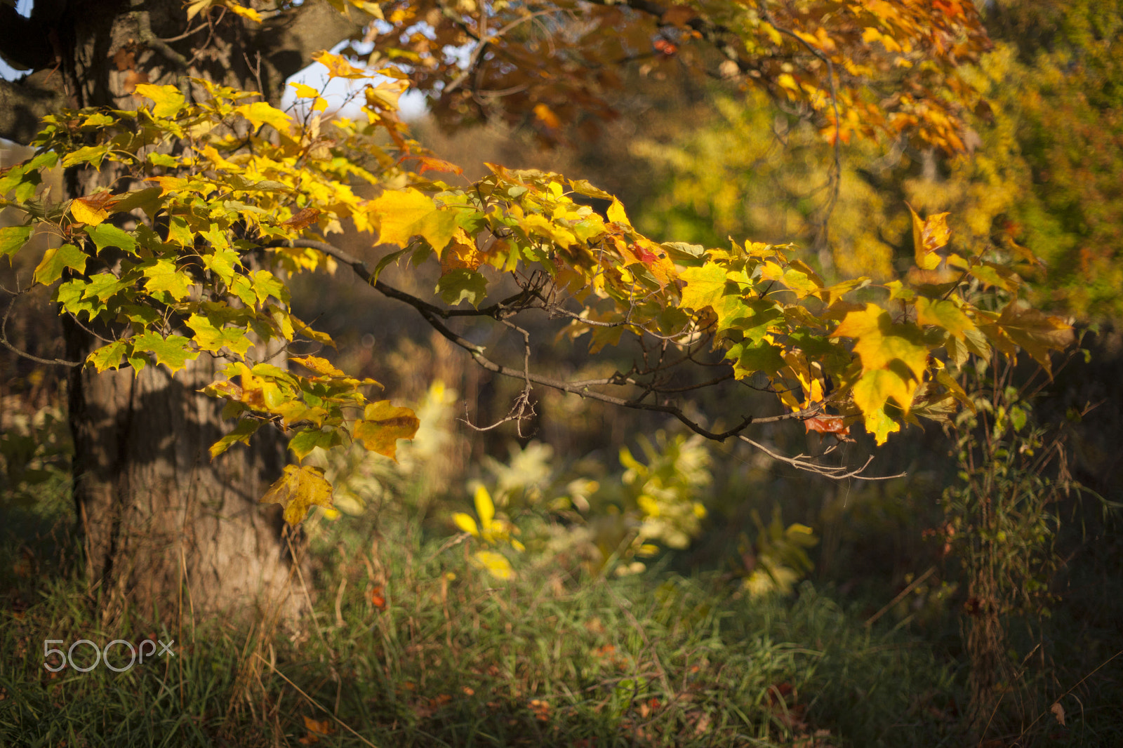 Sony Alpha DSLR-A900 + Minolta AF 50mm F1.4 [New] sample photo. Autumn colours photography