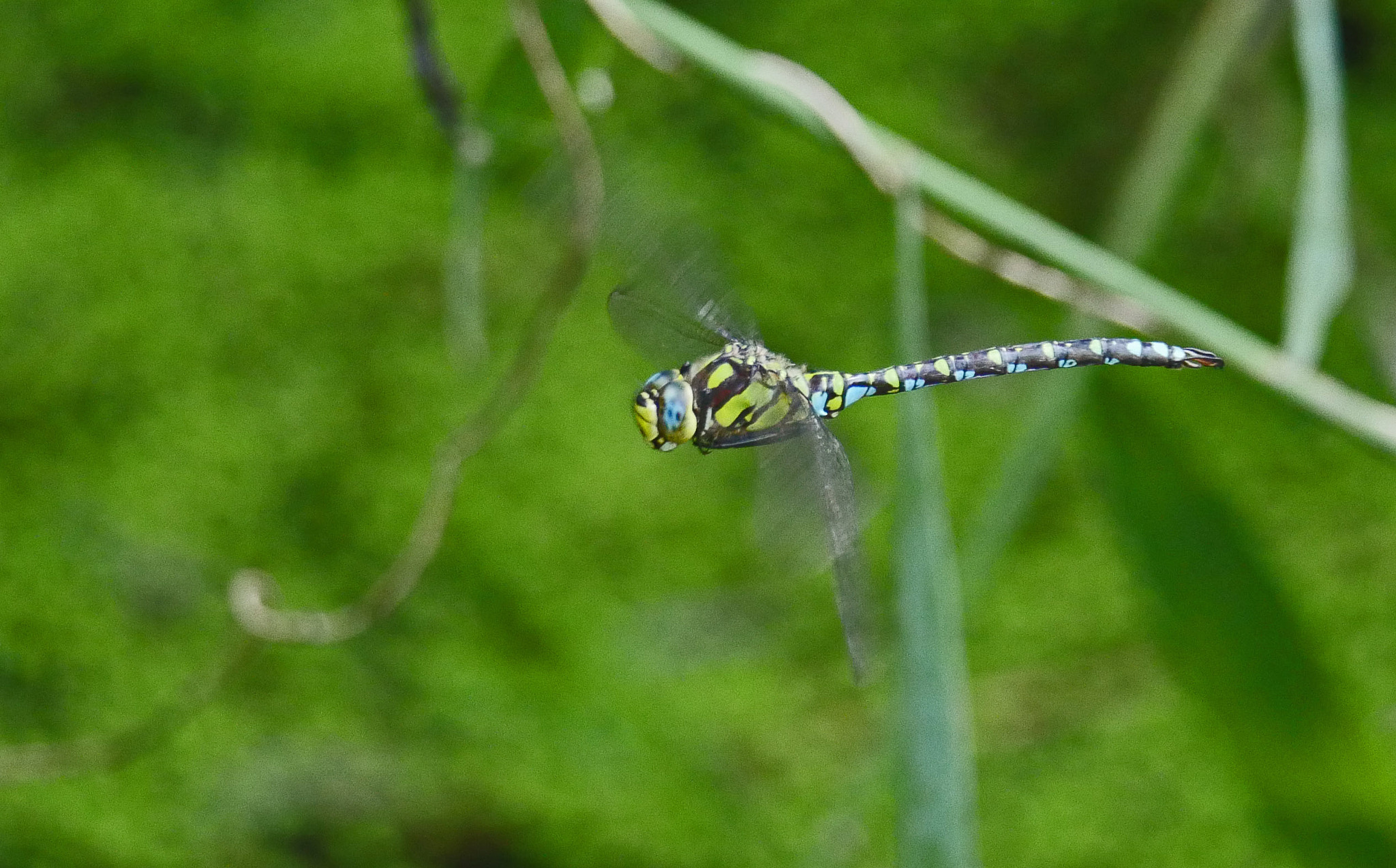 Panasonic Lumix DMC-GH4 + LEICA DG 100-400/F4.0-6.3 sample photo. Hovering photography