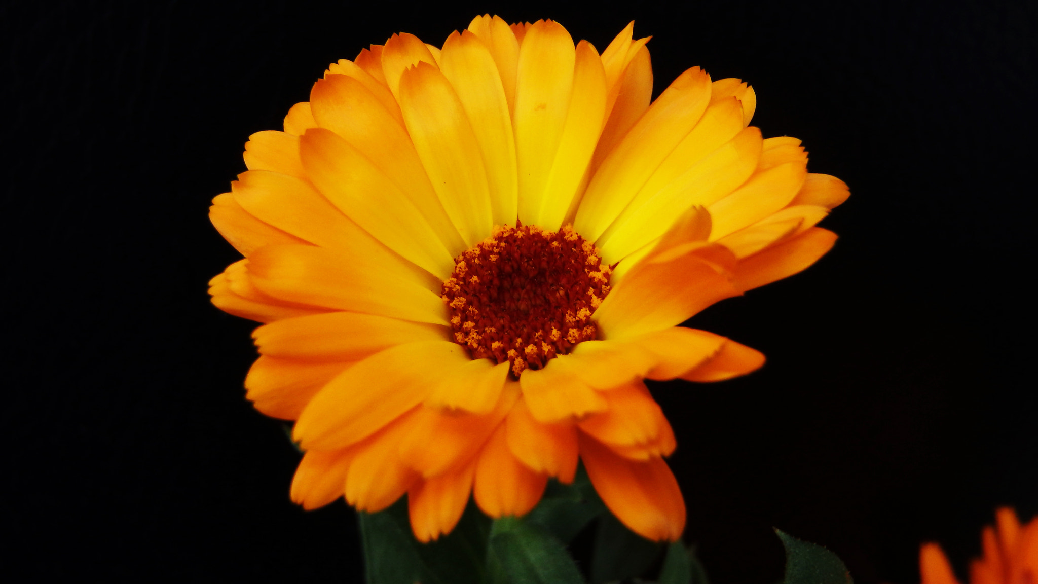 Olympus TG-830 sample photo. Orange daisy......... photography