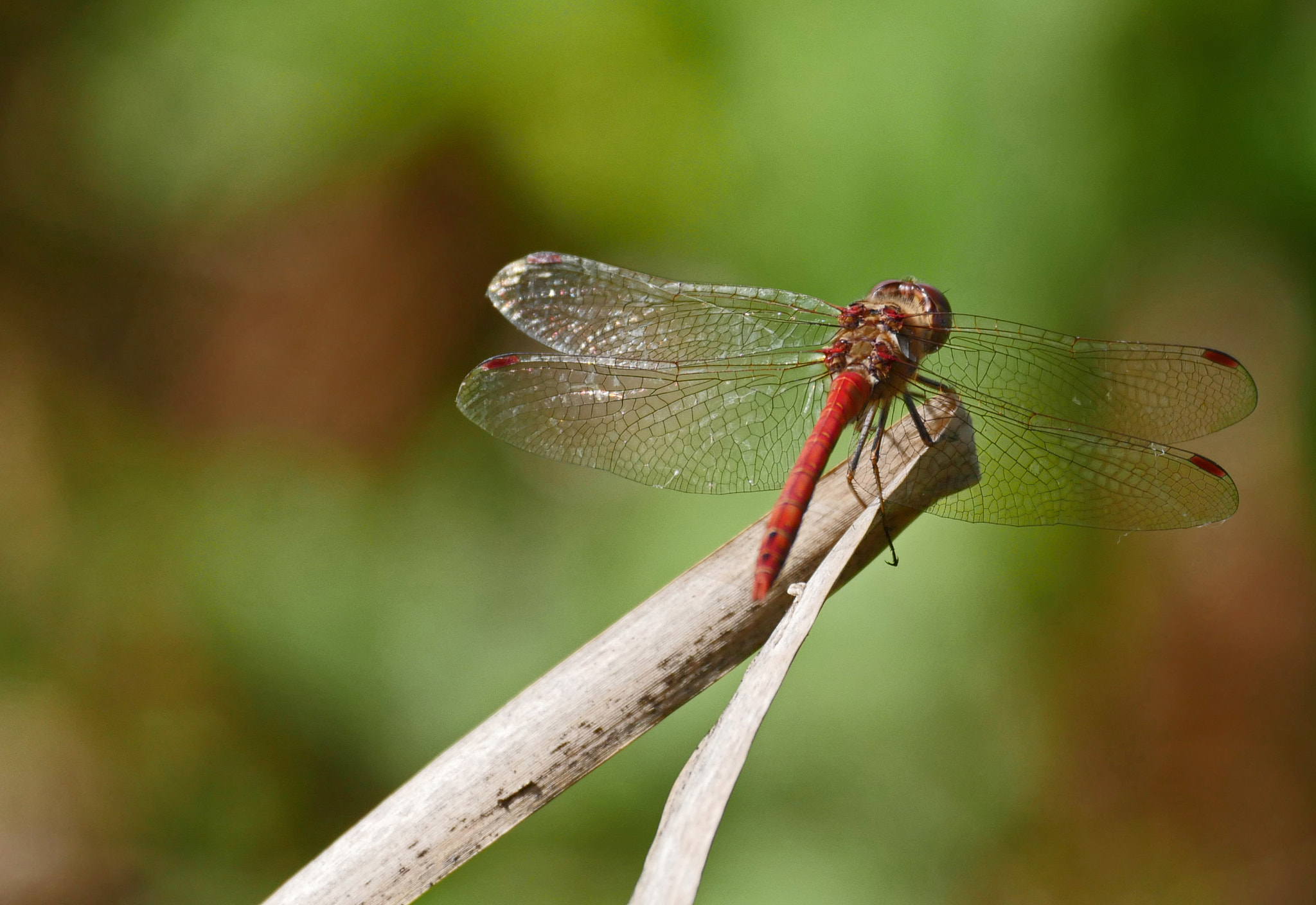 LEICA DG 100-400/F4.0-6.3 sample photo. Ready for takeoff photography