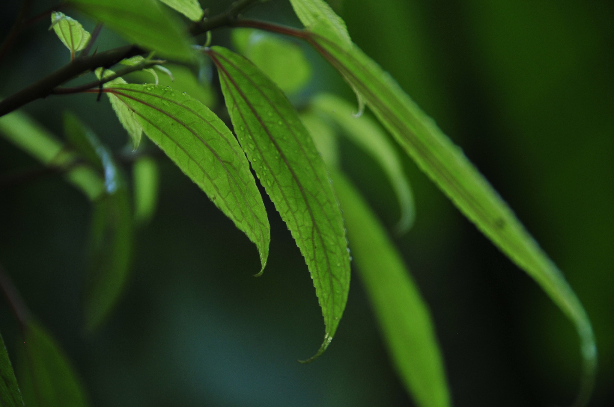 Nikon D3 sample photo. .. photography