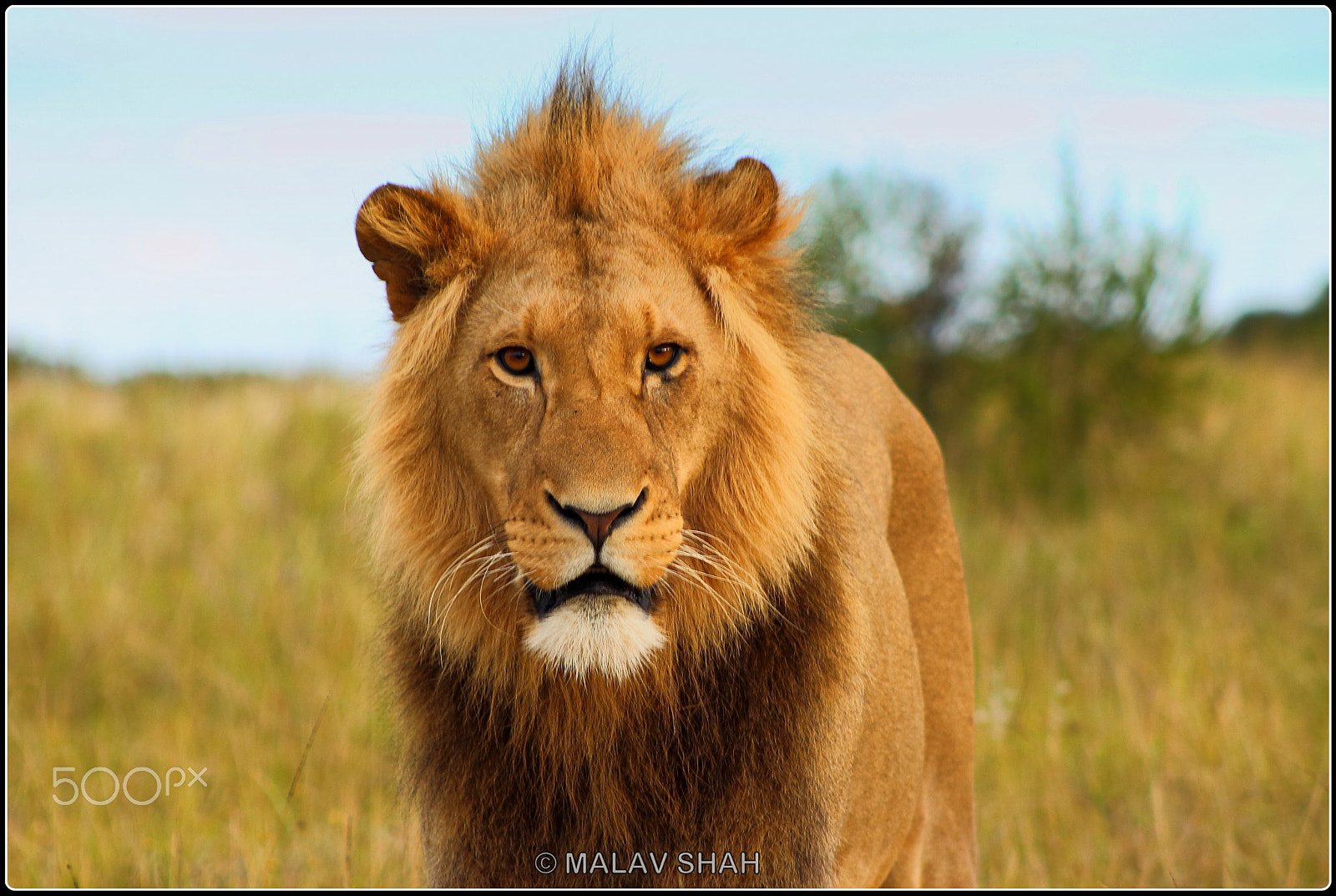 Canon EF 75-300mm f/4-5.6 USM sample photo. Young king photography