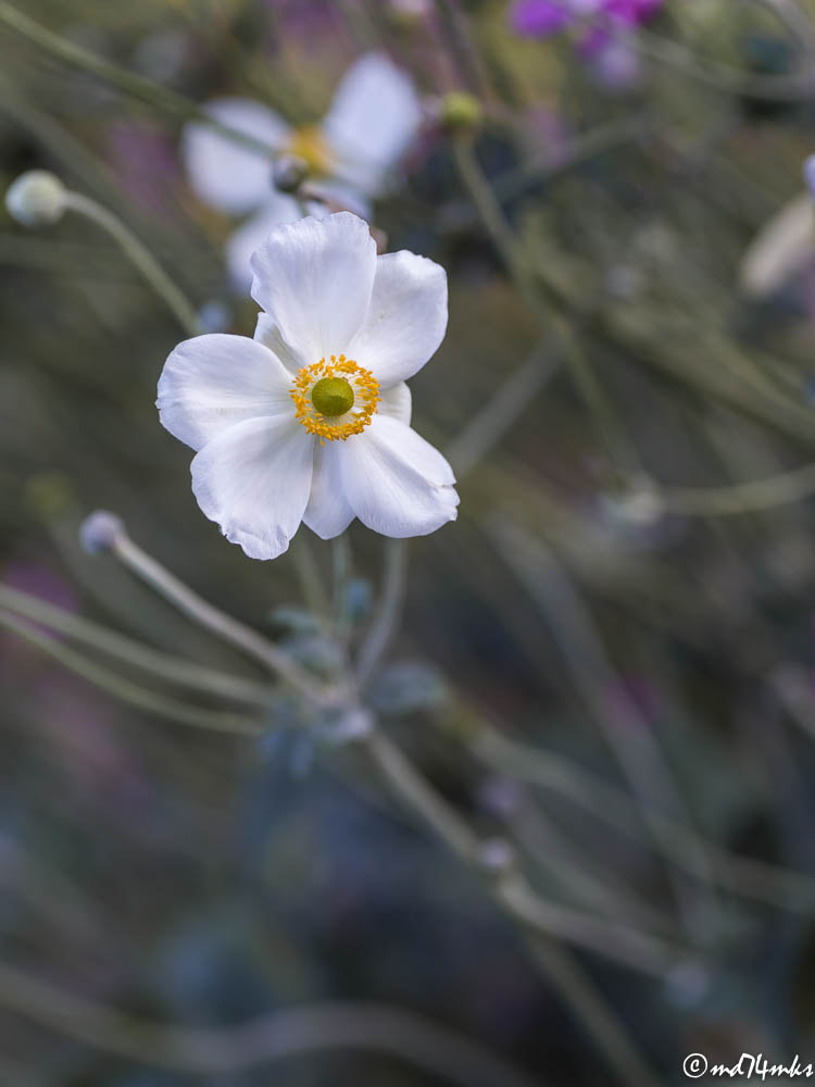 Tamron SP AF 90mm F2.8 Di Macro sample photo. Imgp photography