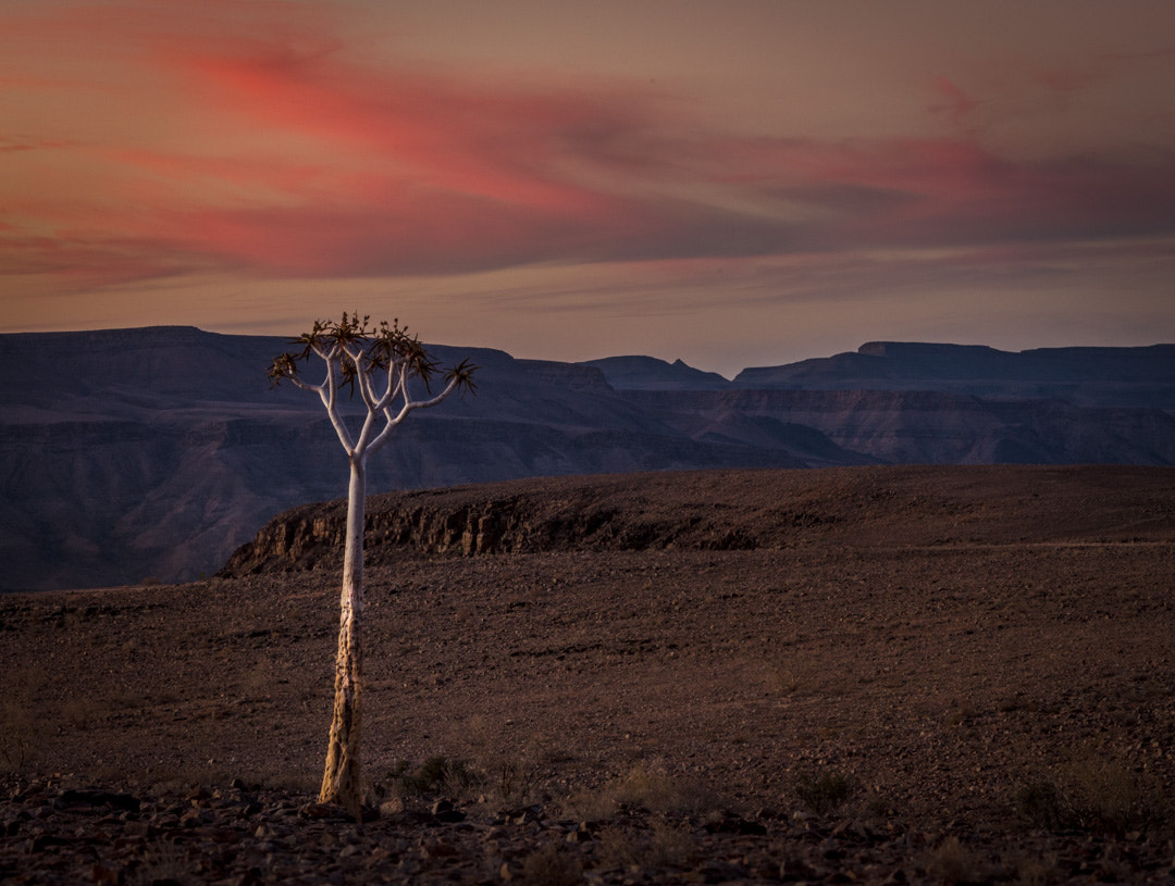 Canon EF 28-300mm F3.5-5.6L IS USM sample photo. Quiver tree canyon sunset photography