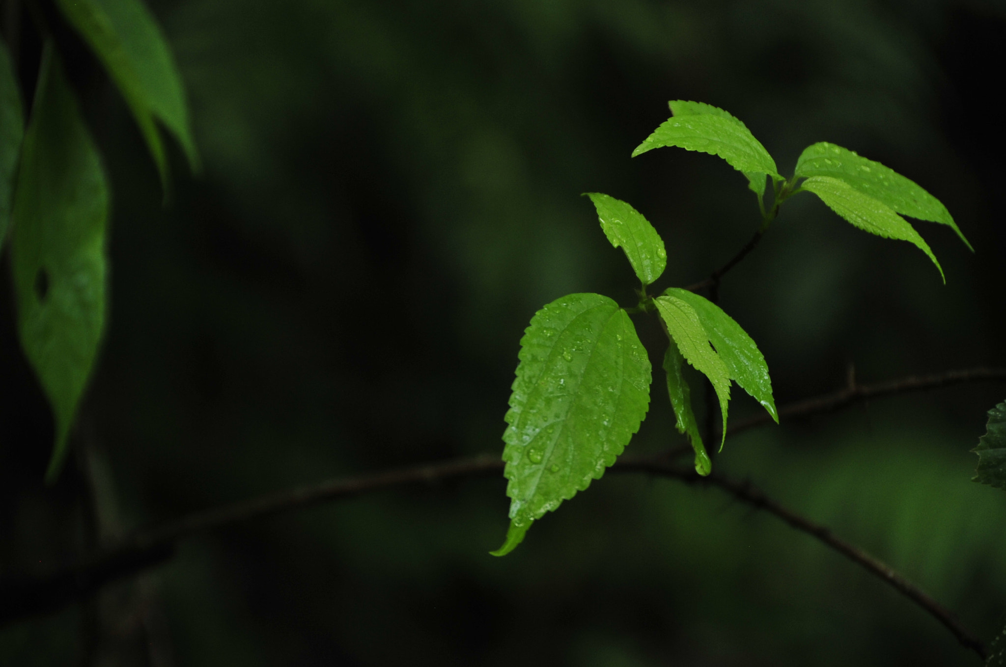 Nikon D3 sample photo. .. photography