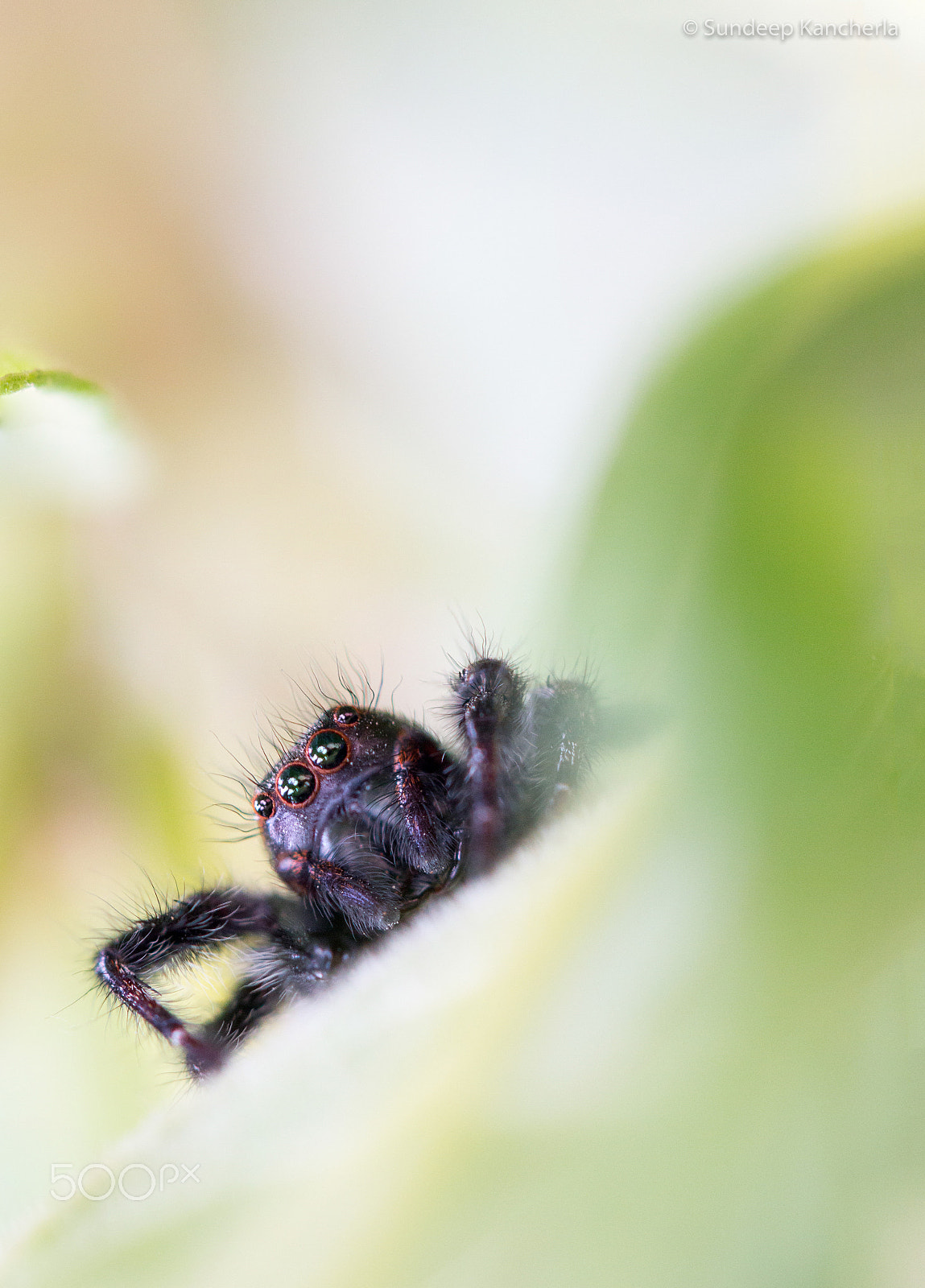 Canon EF 100mm F2.8L Macro IS USM sample photo. Blackjumpingspider photography