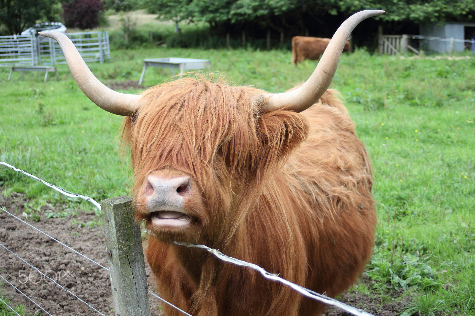 Canon EF 35-80mm f/4-5.6 USM sample photo. Highland cow photography