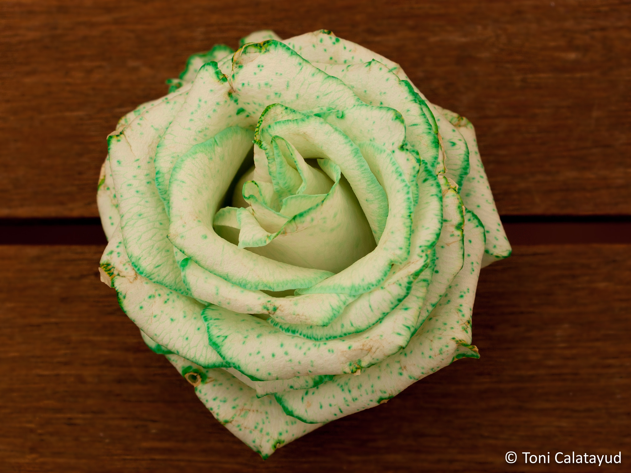 Olympus E-620 (EVOLT E-620) + OLYMPUS 35mm Lens sample photo. White and green rose photography