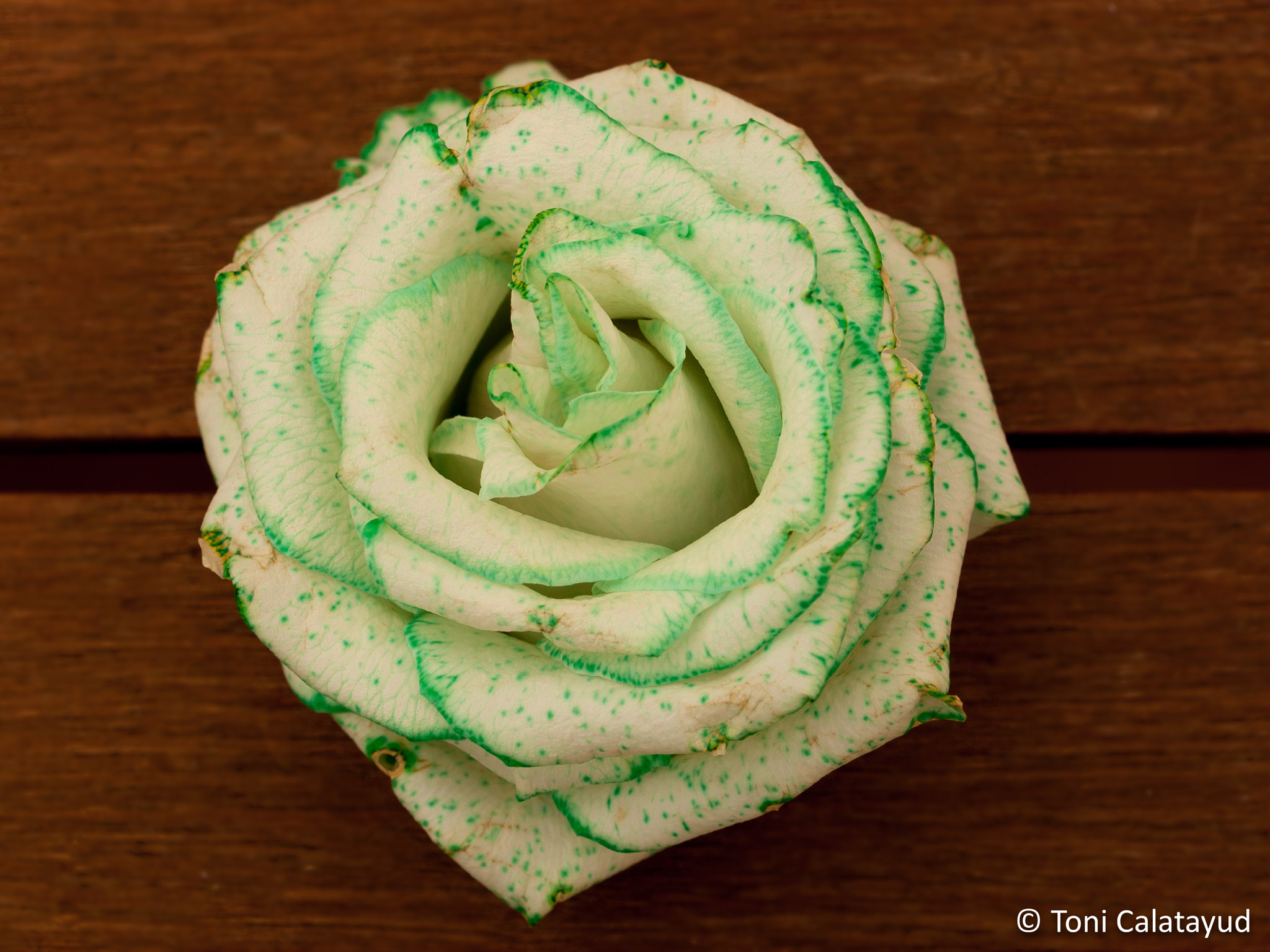 Olympus E-620 (EVOLT E-620) sample photo. White and green rose photography