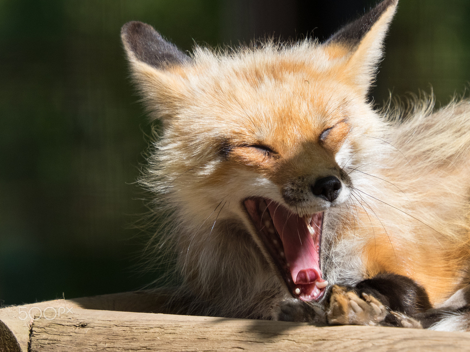 Olympus OM-D E-M1 + SIGMA 50-500mm F4-6.3 DG HSM sample photo. Tired fox photography