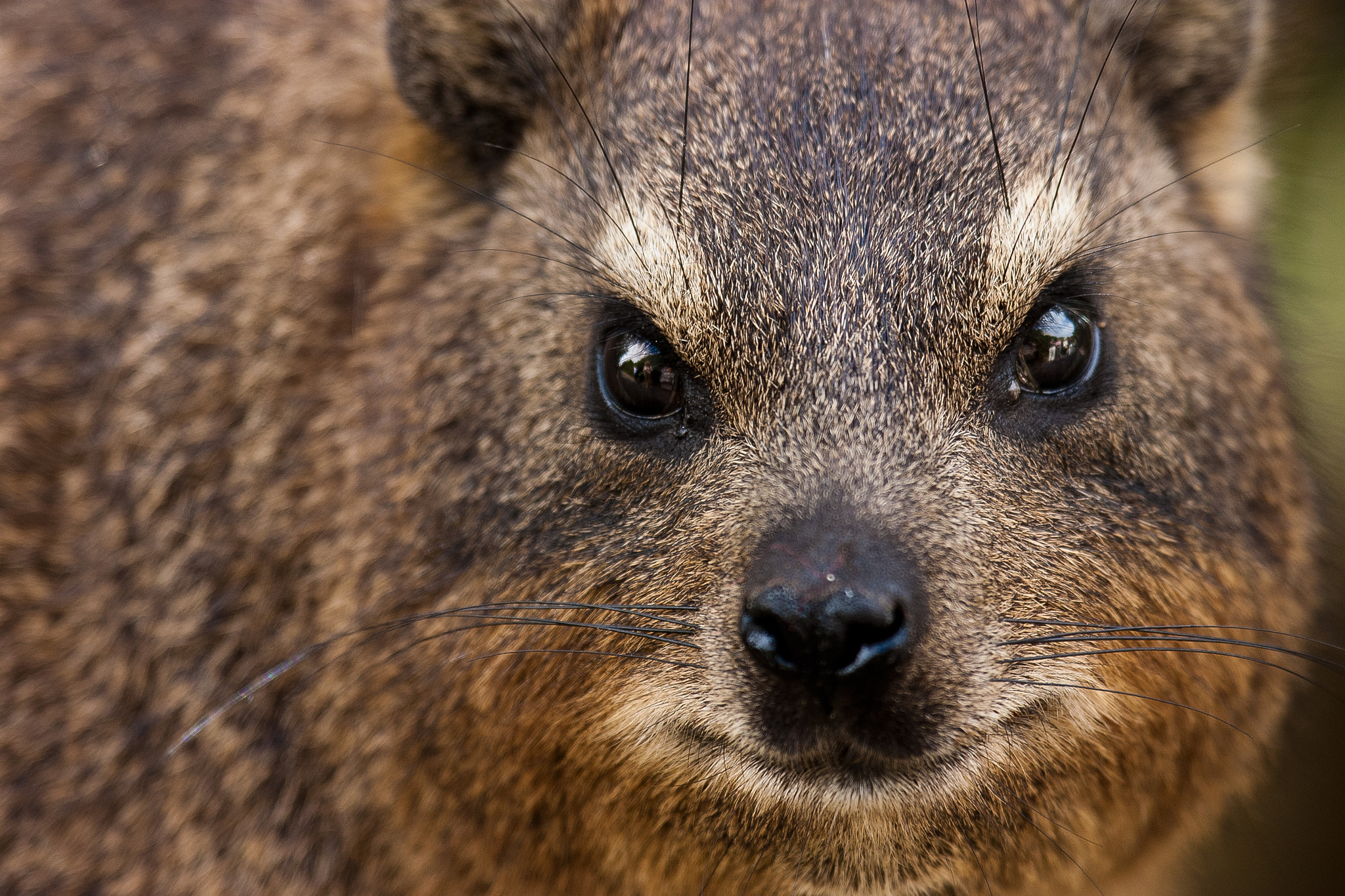 Cape hyrax (Procavia capensis) by Javier Abad / 500px