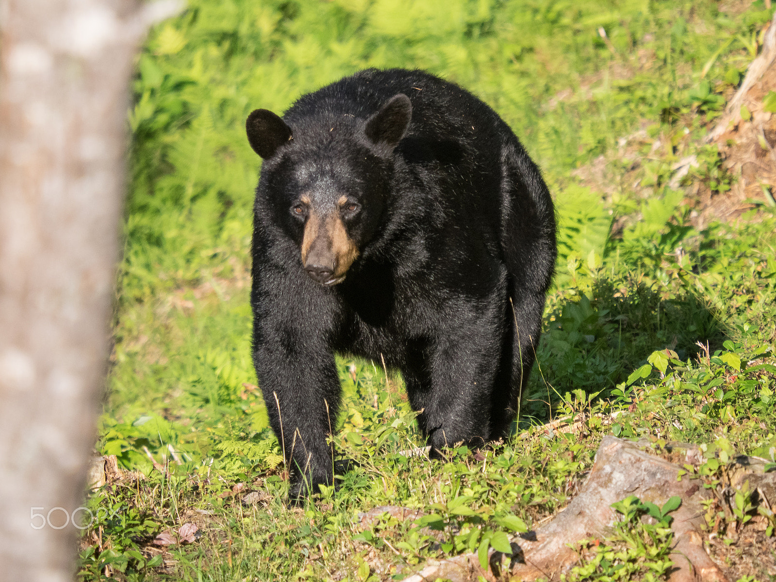 SIGMA 50-500mm F4-6.3 DG HSM sample photo. Lonely bear photography