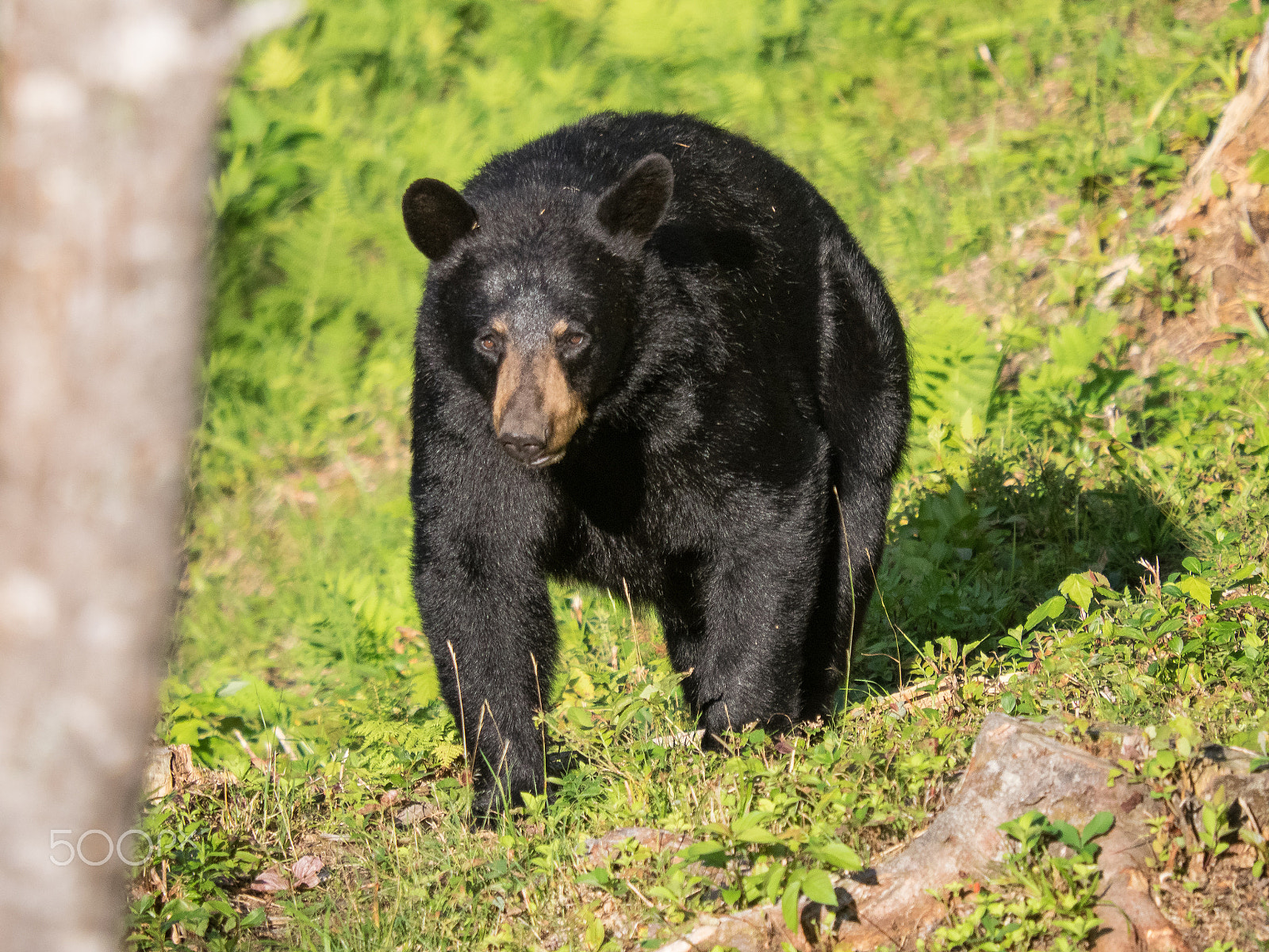 Olympus OM-D E-M1 sample photo. Lonely bear photography