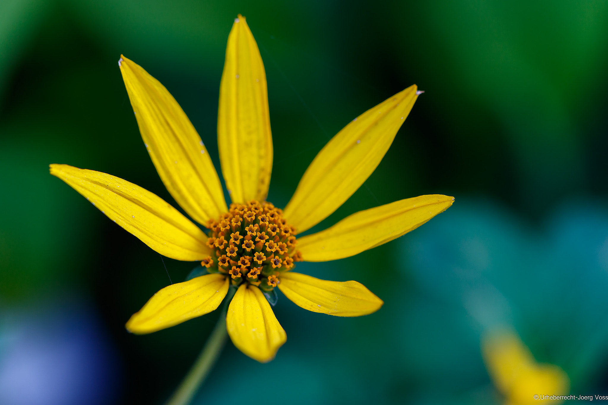 Canon EF 100mm F2.8L Macro IS USM sample photo. Autumn flowers photography
