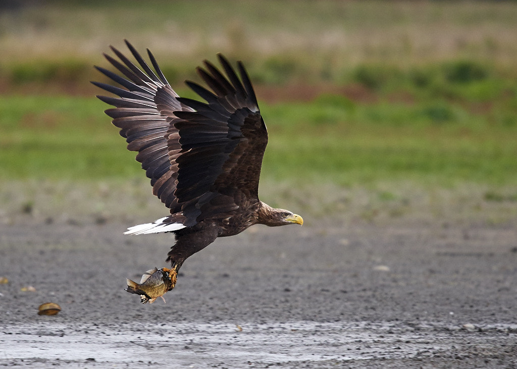 Nikon AF-S Nikkor 300mm f/4E PF ED VR sample photo. Eagle breakfast photography