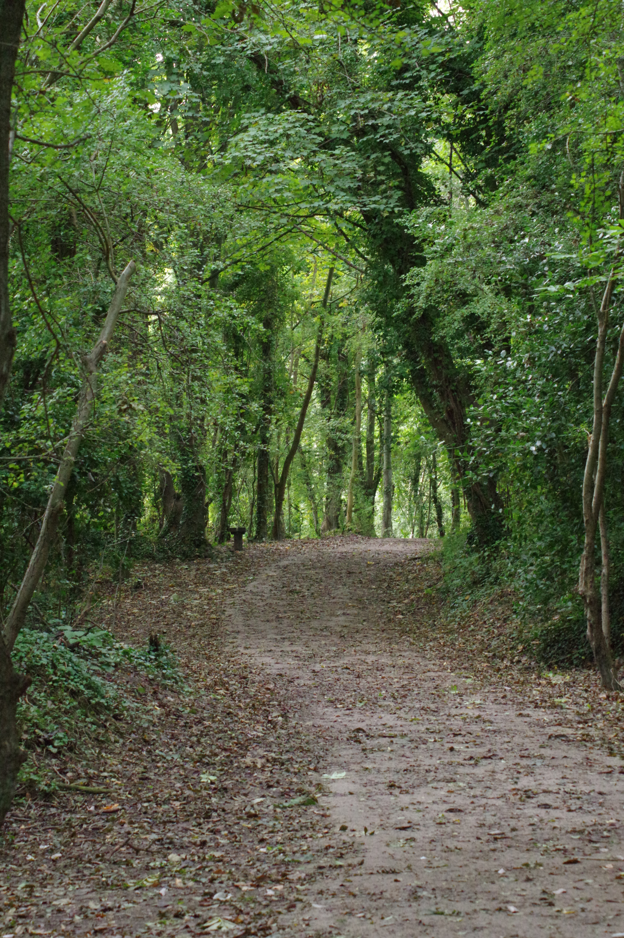 Tamron AF 70-300mm F4-5.6 Di LD Macro sample photo. Forest path photography