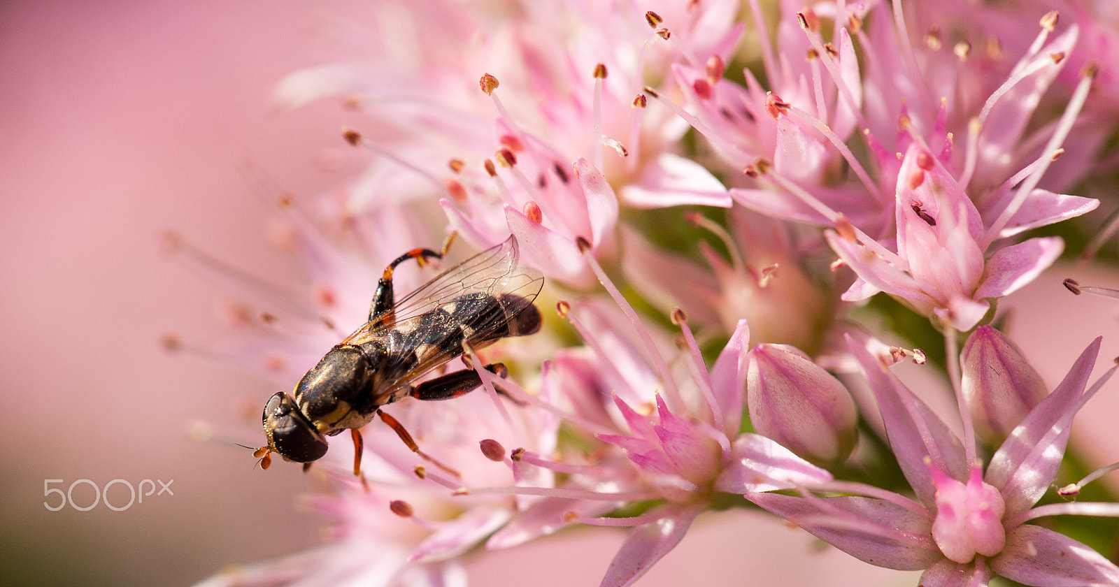 Canon EF 100mm F2.8L Macro IS USM sample photo. Img photography