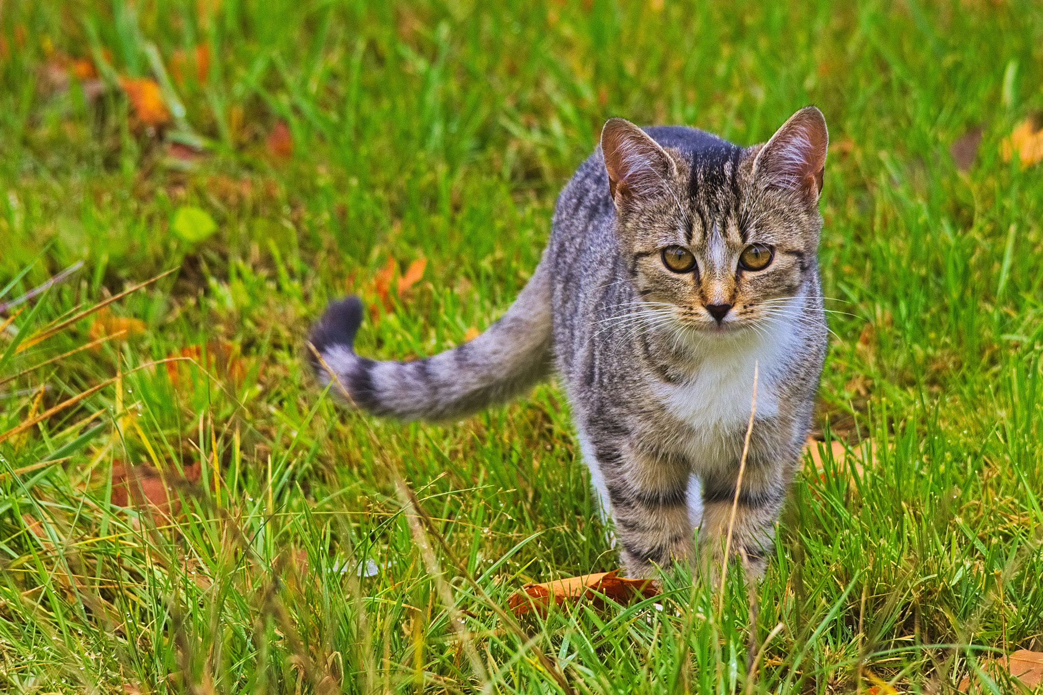 Sigma 150-500mm F5-6.3 DG OS HSM sample photo. Kaczawskie cat photography