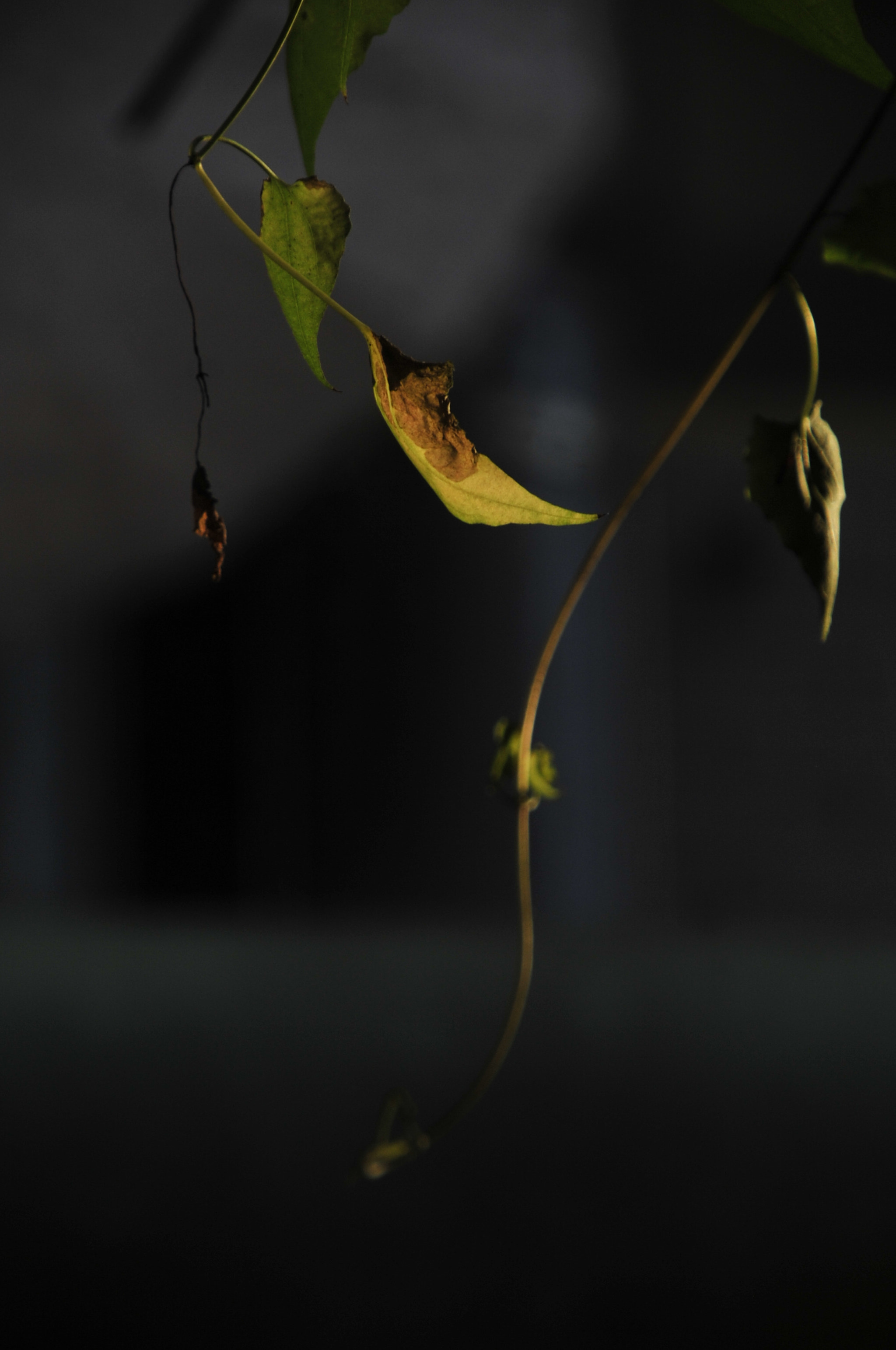 Nikon D3 sample photo. .. photography