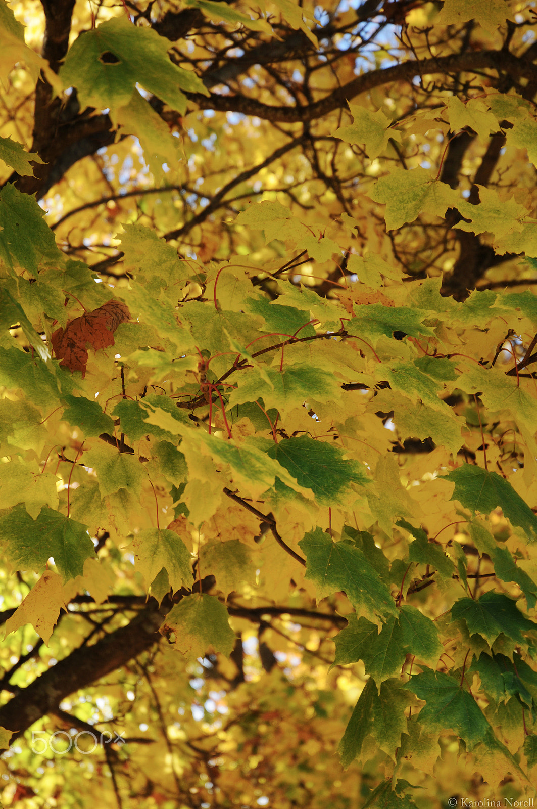Nikon D300S sample photo. Autumn leaves photography