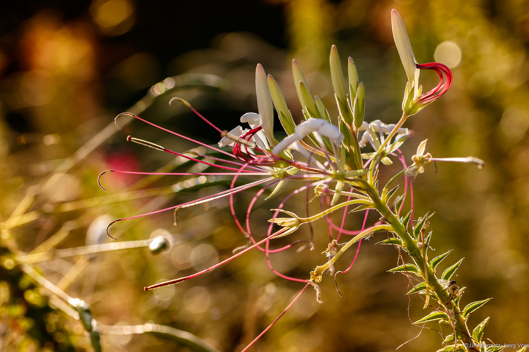 Canon EF 100mm F2.8L Macro IS USM sample photo. Autumn lights 11 photography