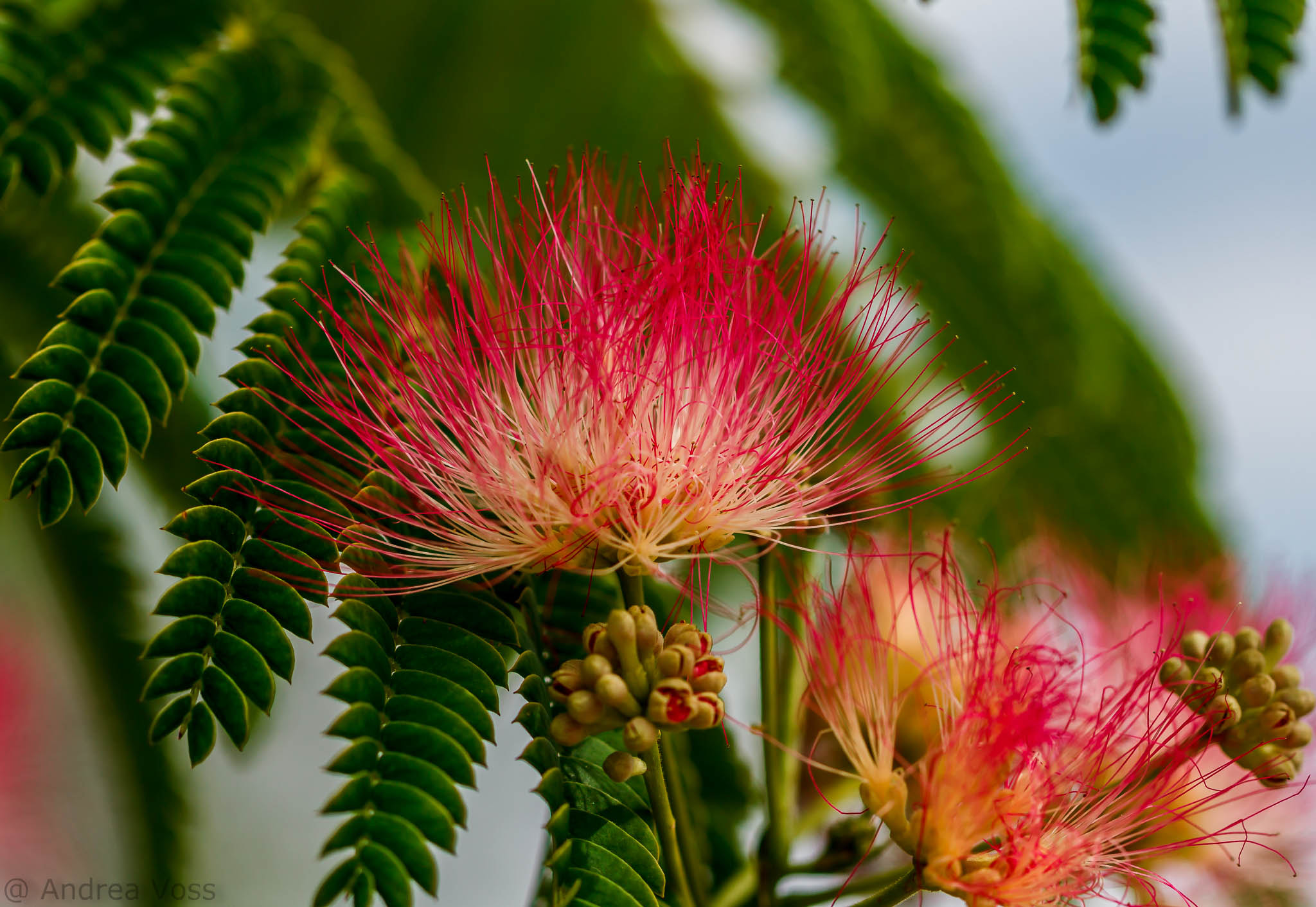 Canon EOS 60D + Canon EF 100mm F2.8L Macro IS USM sample photo. Silktree photography