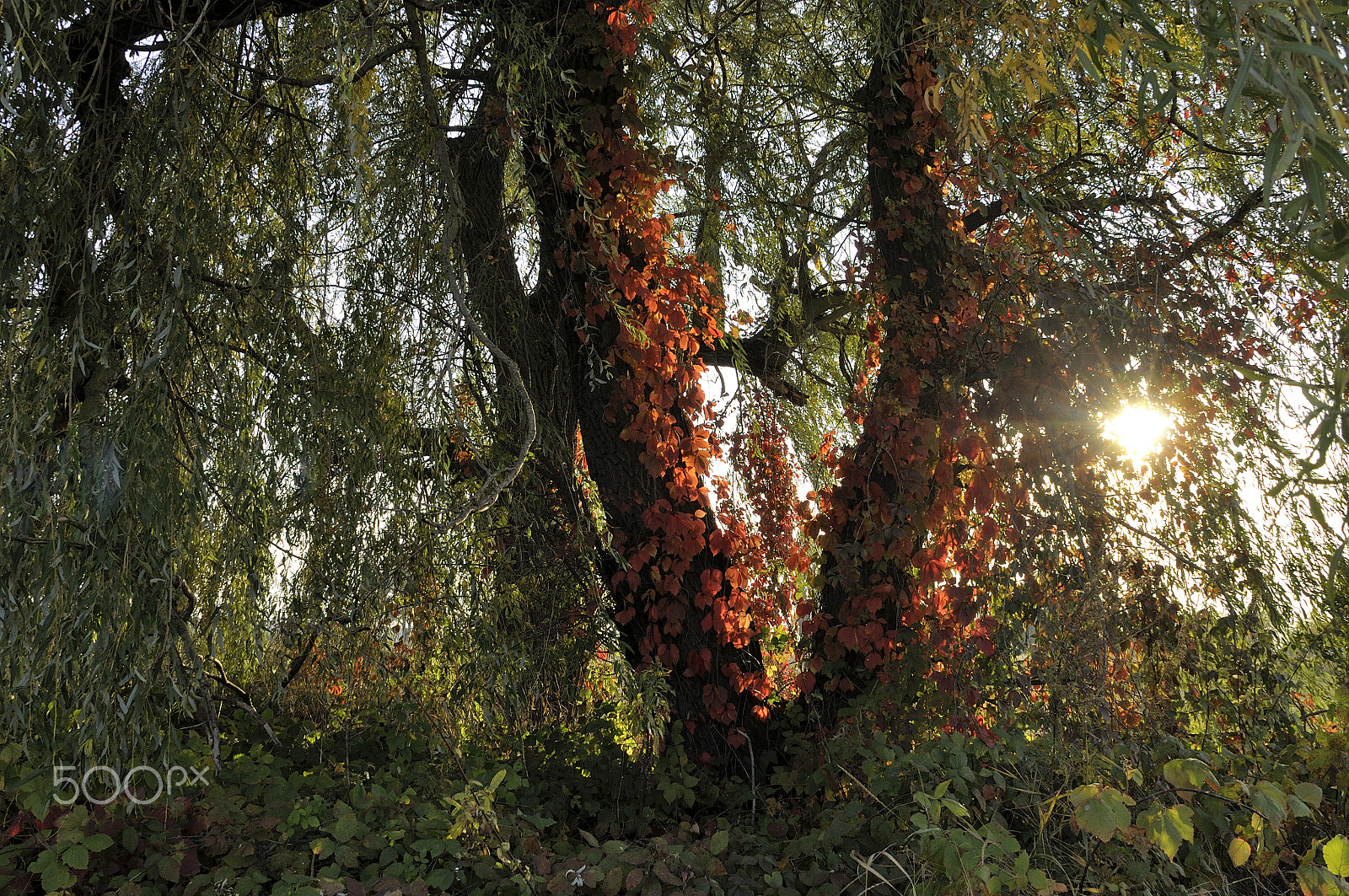 Nikon D5000 sample photo. Autumn comes to ukraine photography