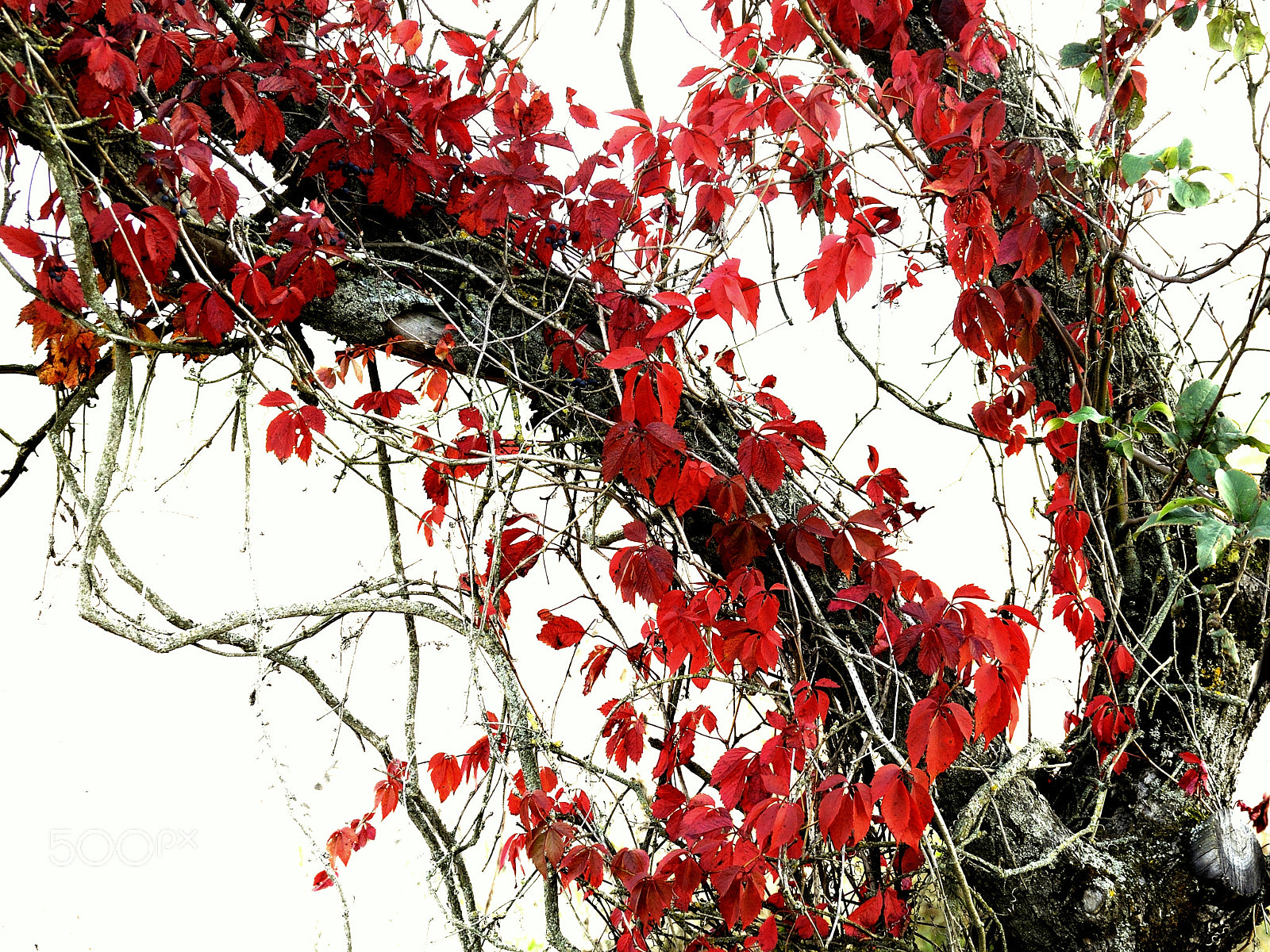 Nikon D5000 sample photo. Autumn comes to ukraine photography