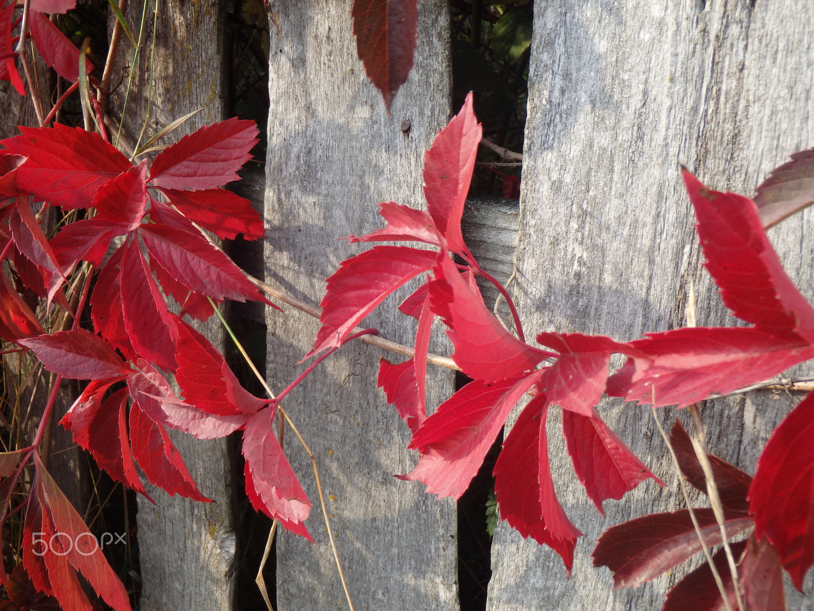 Olympus TG-830 sample photo. Autumn comes to ukraine photography