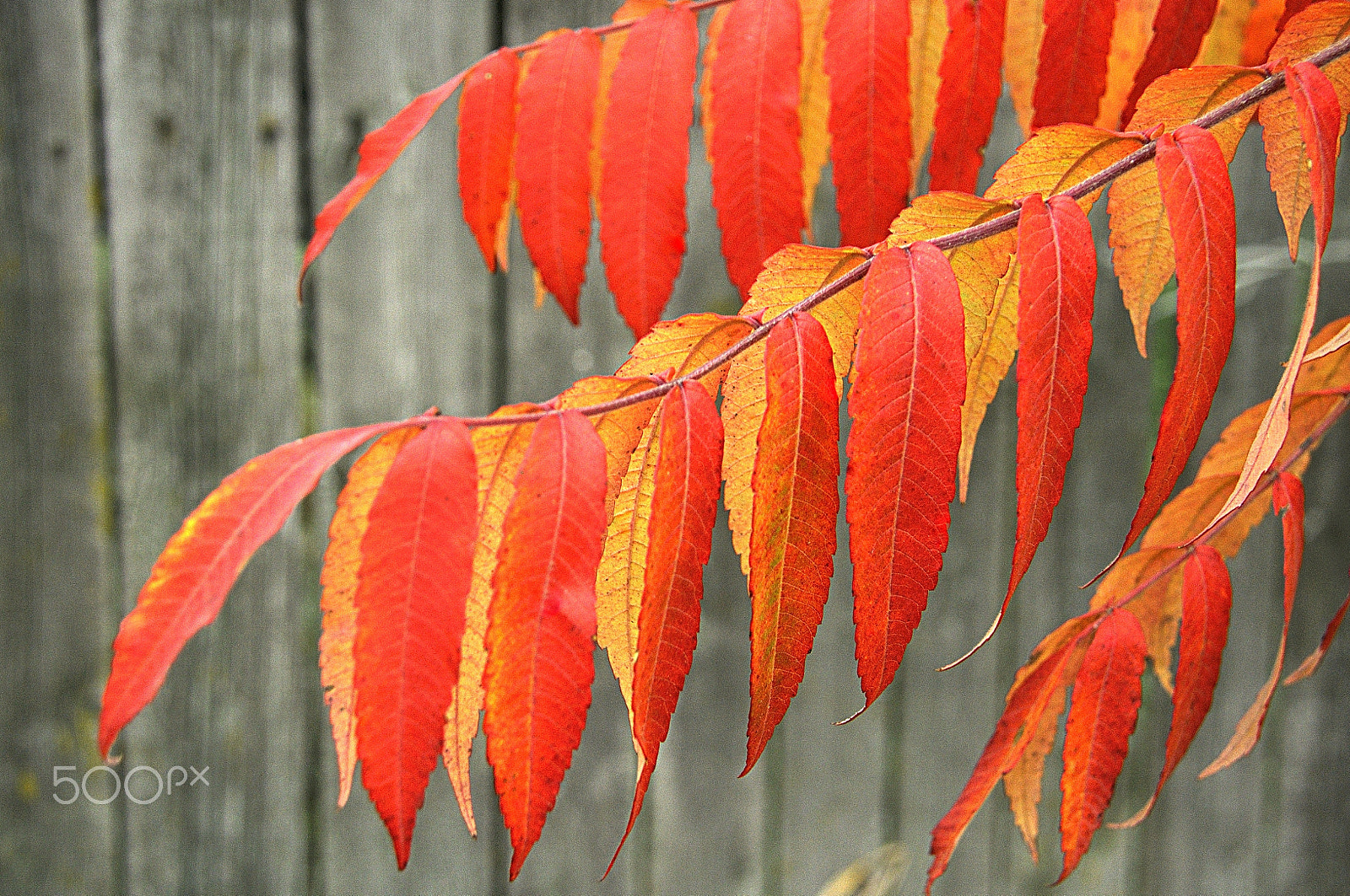 Nikon D5000 sample photo. Autumn comes to ukraine photography