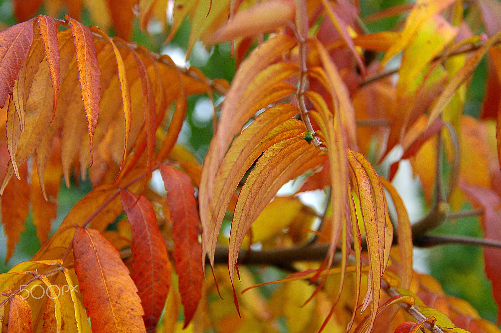 Nikon D5000 sample photo. Autumn comes to ukraine photography