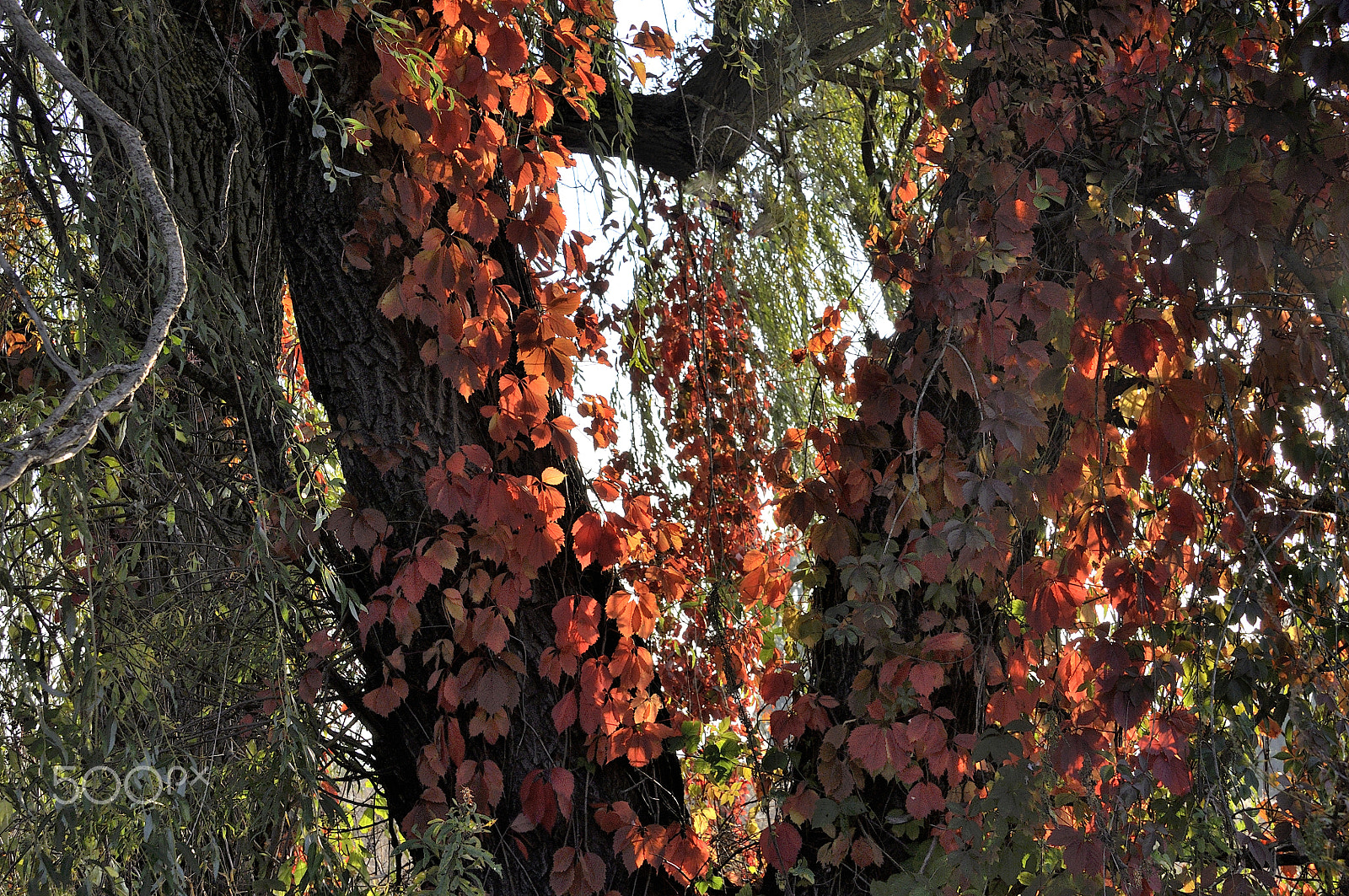 Nikon D5000 sample photo. Autumn comes to ukraine photography
