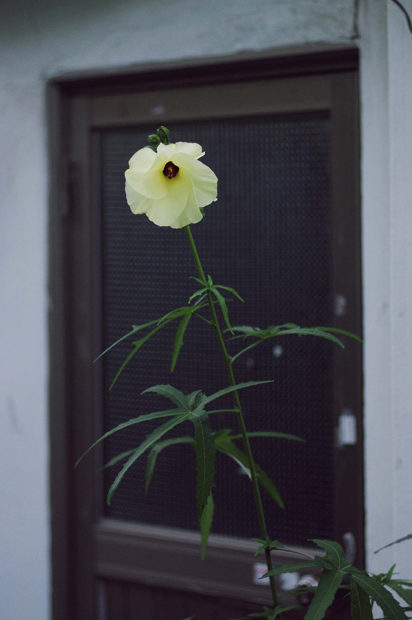 Pentax smc FA 77mm 1.8 Limited sample photo. A flower photography