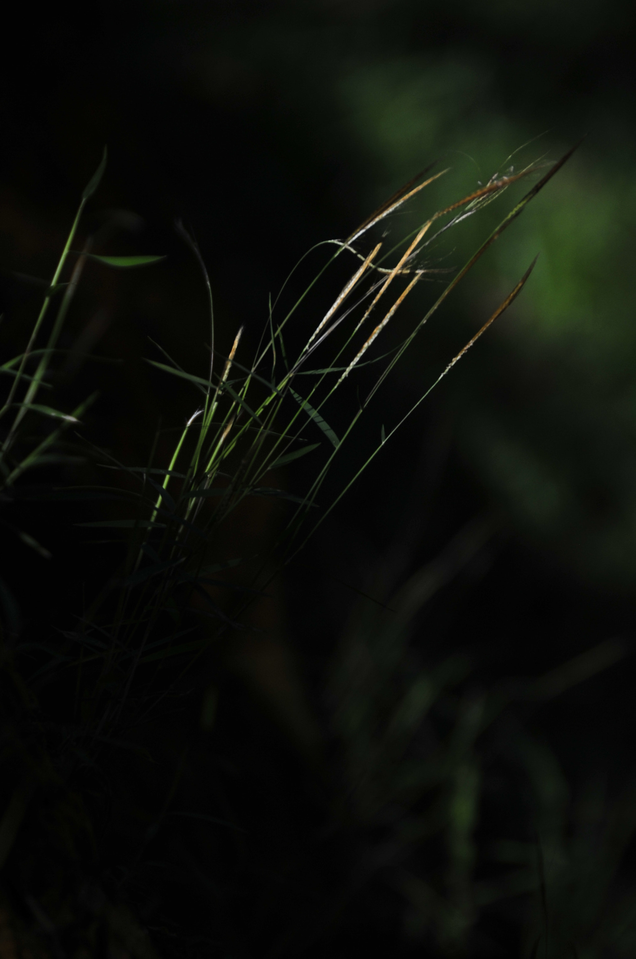Nikon D3 sample photo. .. photography