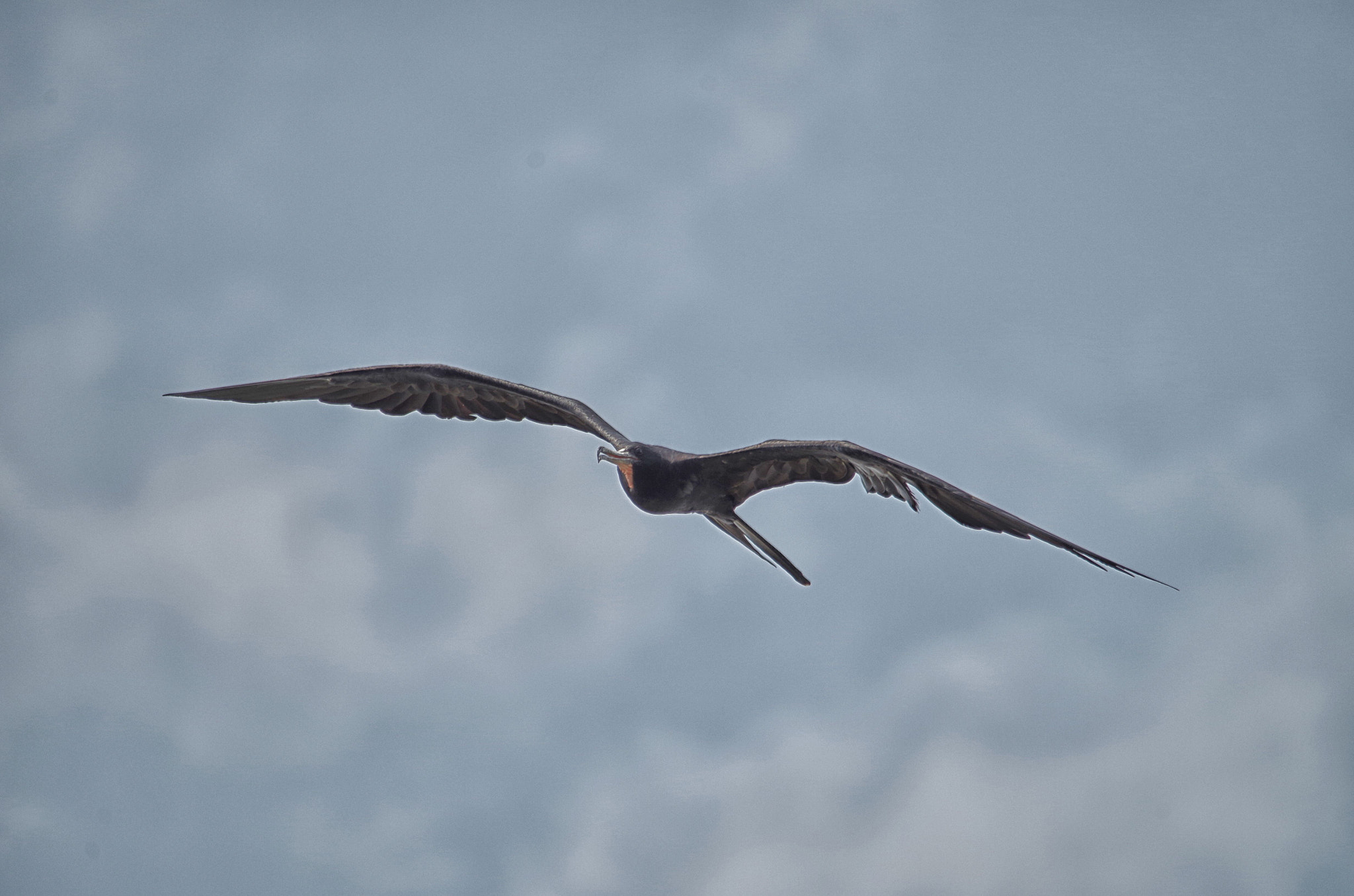 Sigma 150-500mm F5-6.3 DG OS HSM sample photo. . photography